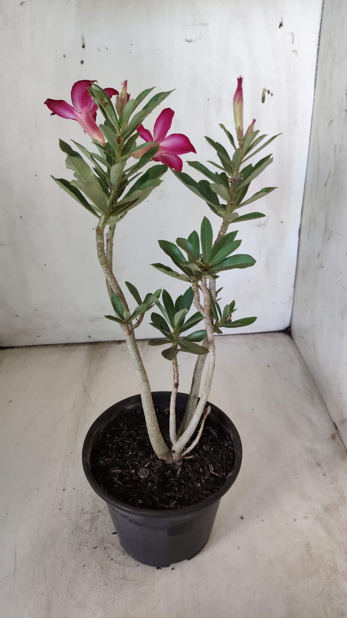 Planta Simples 2779 – 30cm – 02 anos