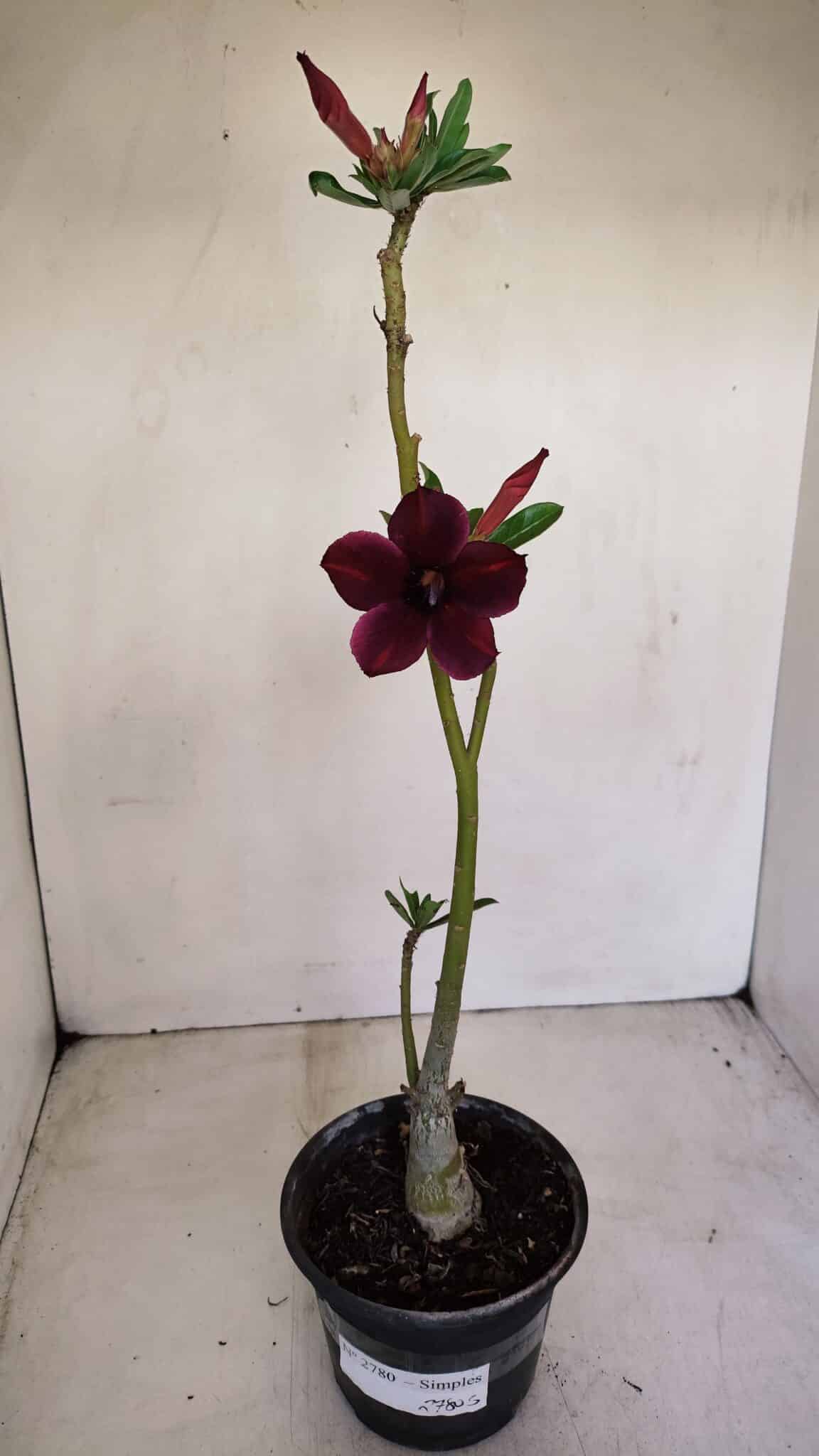 Planta Simples 2780 – 30cm – 02 anos - foto 2