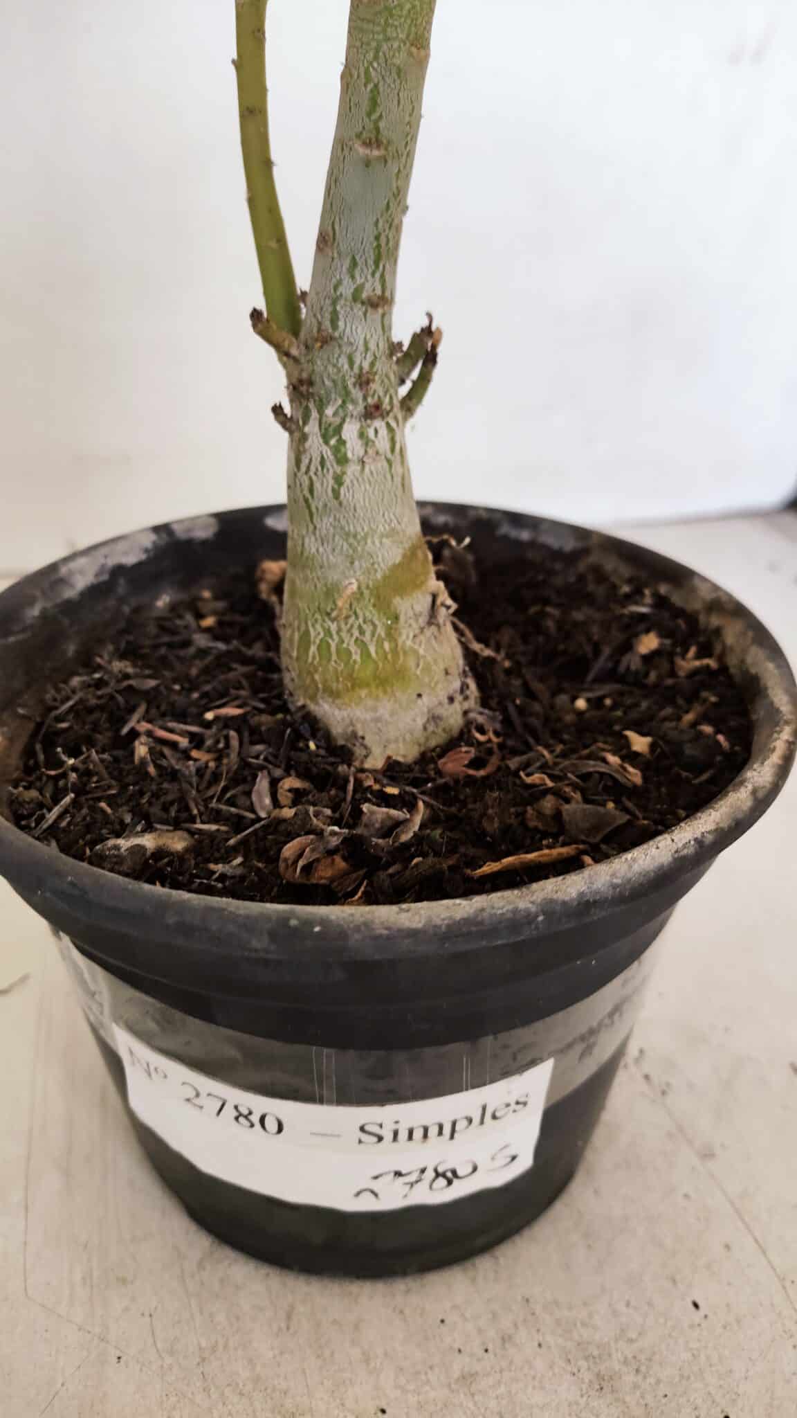 Planta Simples 2780 – 30cm – 02 anos - foto 7