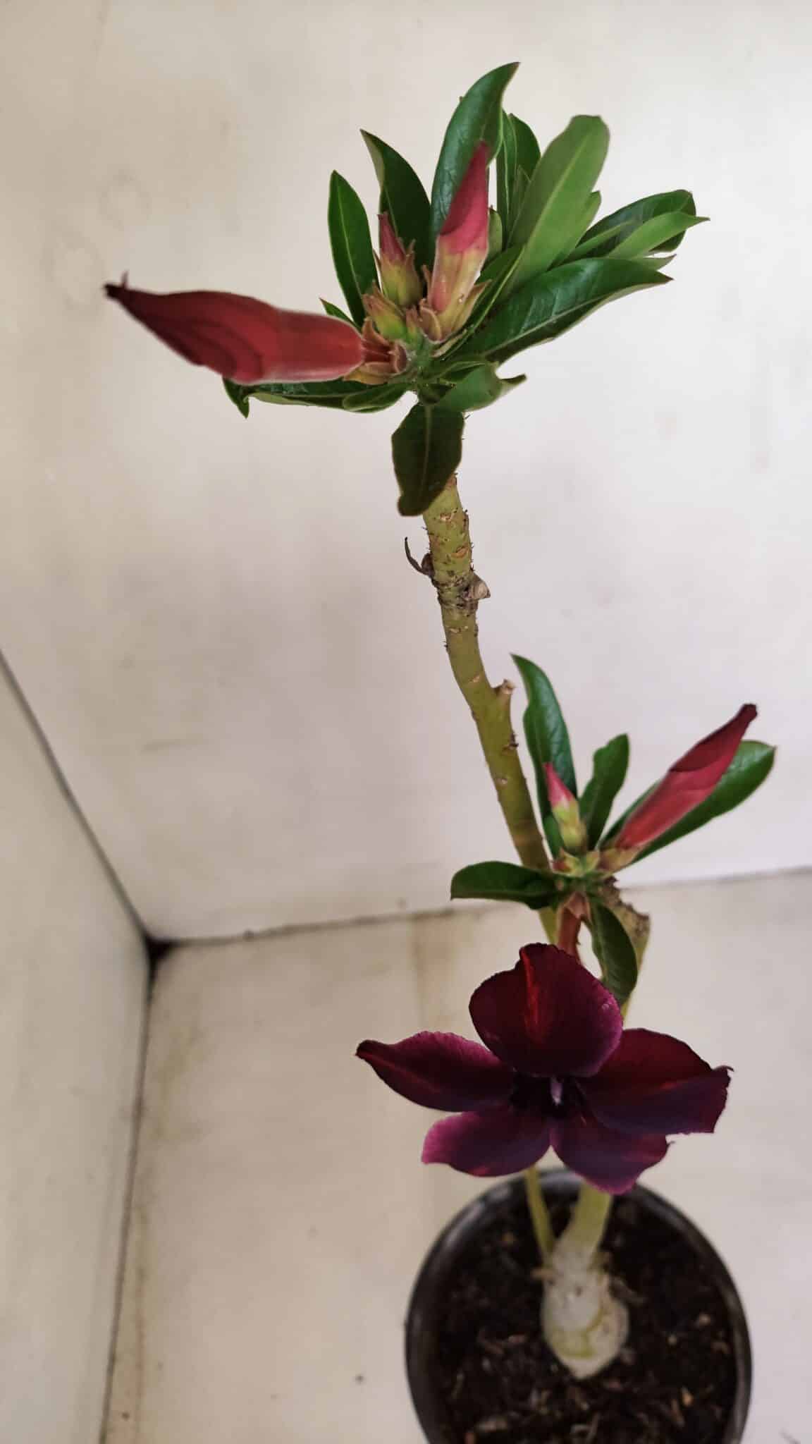 Planta Simples 2780 – 30cm – 02 anos - foto 4