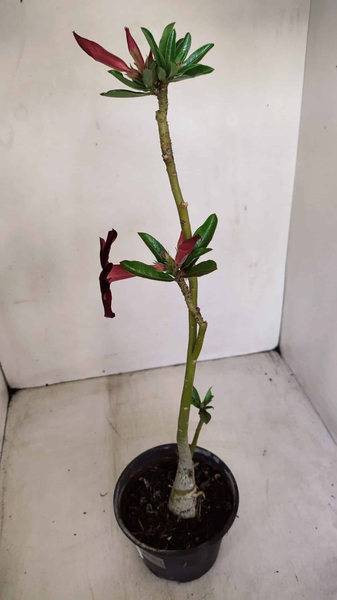 Planta Simples 2780 – 30cm – 02 anos - foto 6