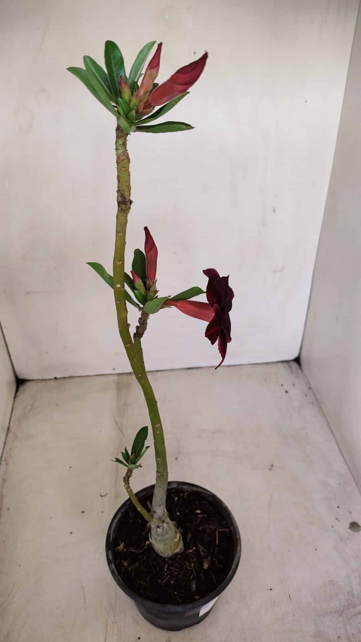 Planta Simples 2780 – 30cm – 02 anos - foto 5