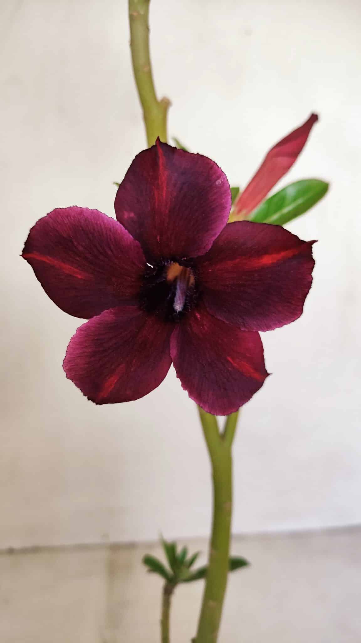 Planta Simples 2780 – 30cm – 02 anos - foto 3