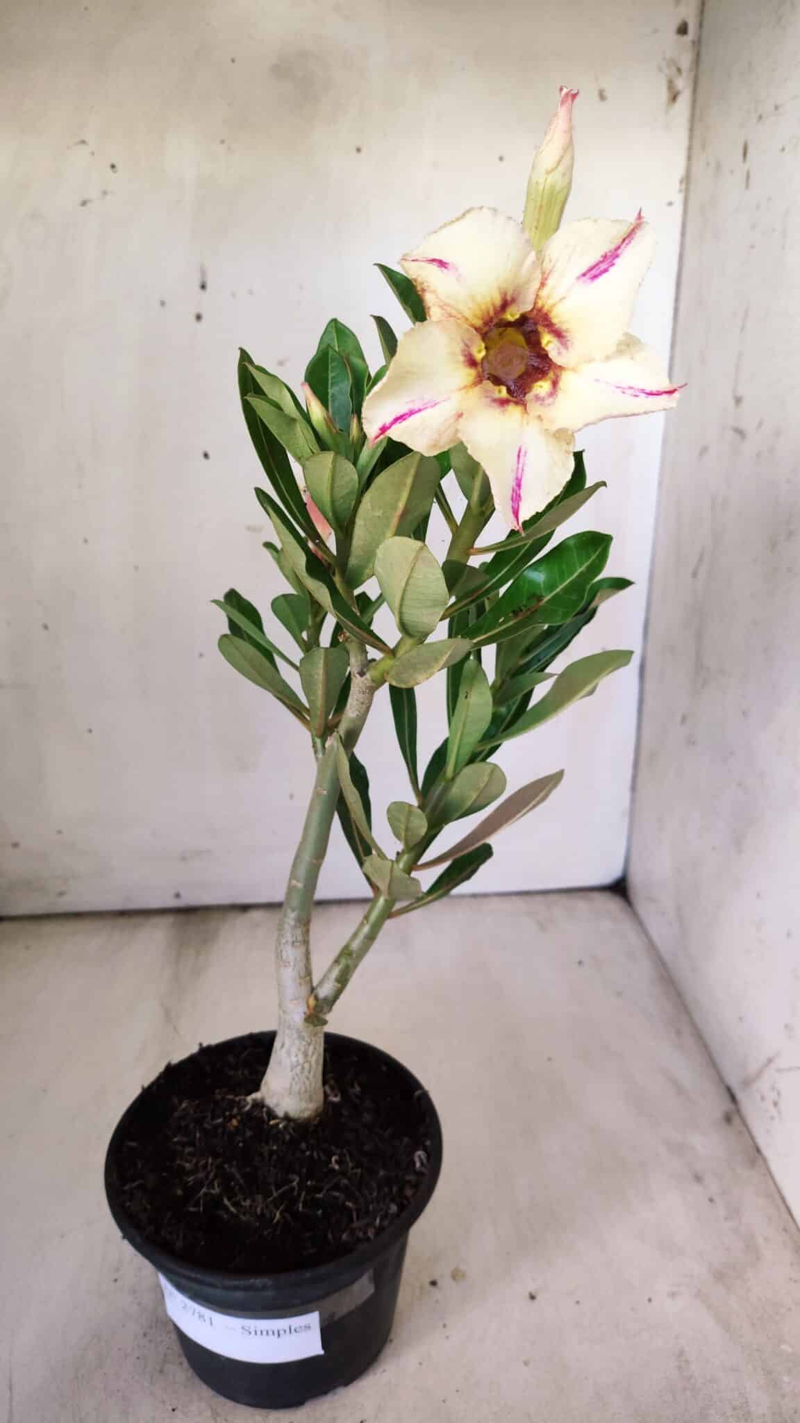 Planta Simples 2781 – 30cm – 02 anos (cópia) - foto 2