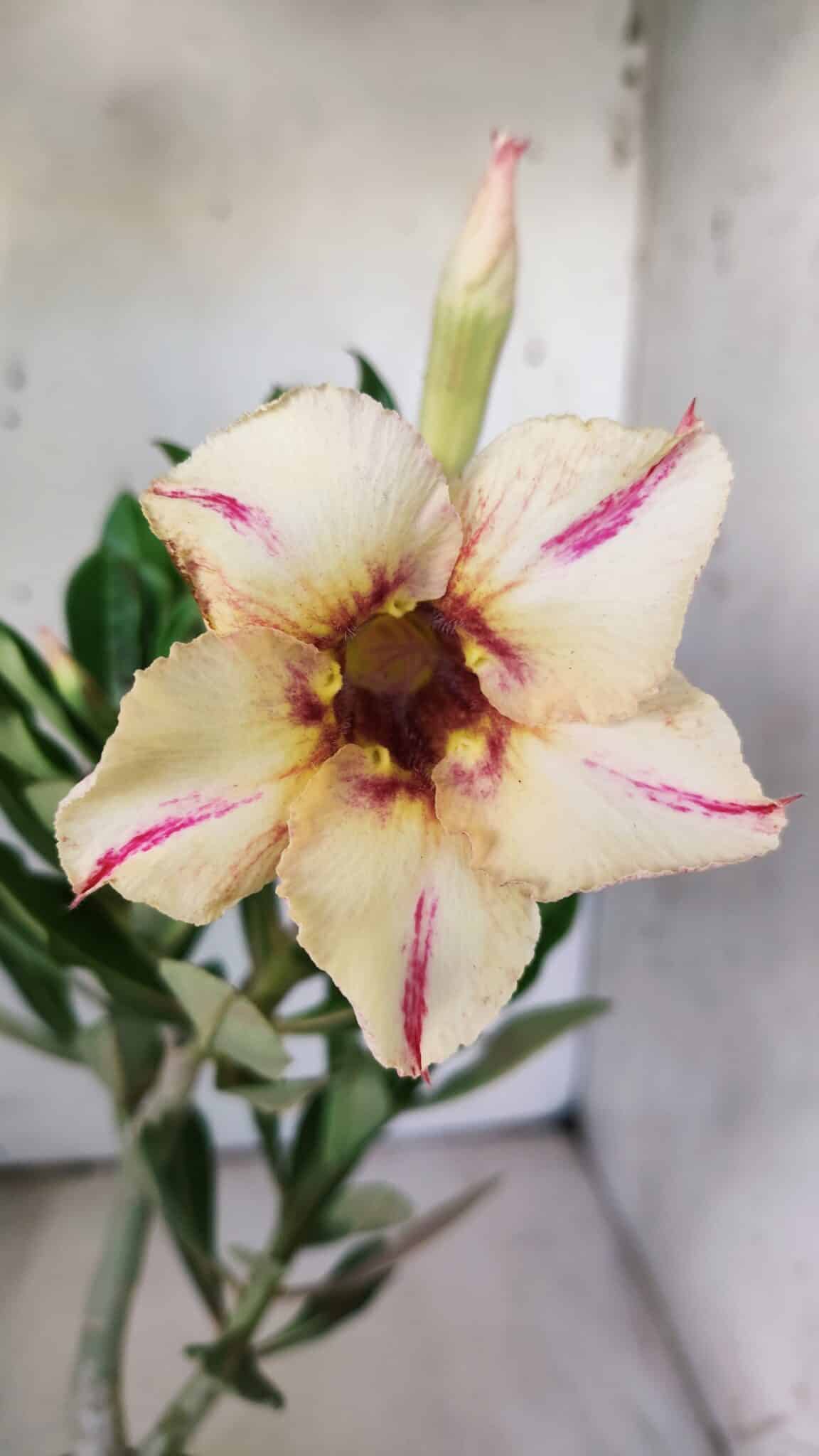 Planta Simples 2781 – 30cm – 02 anos (cópia) - foto 3