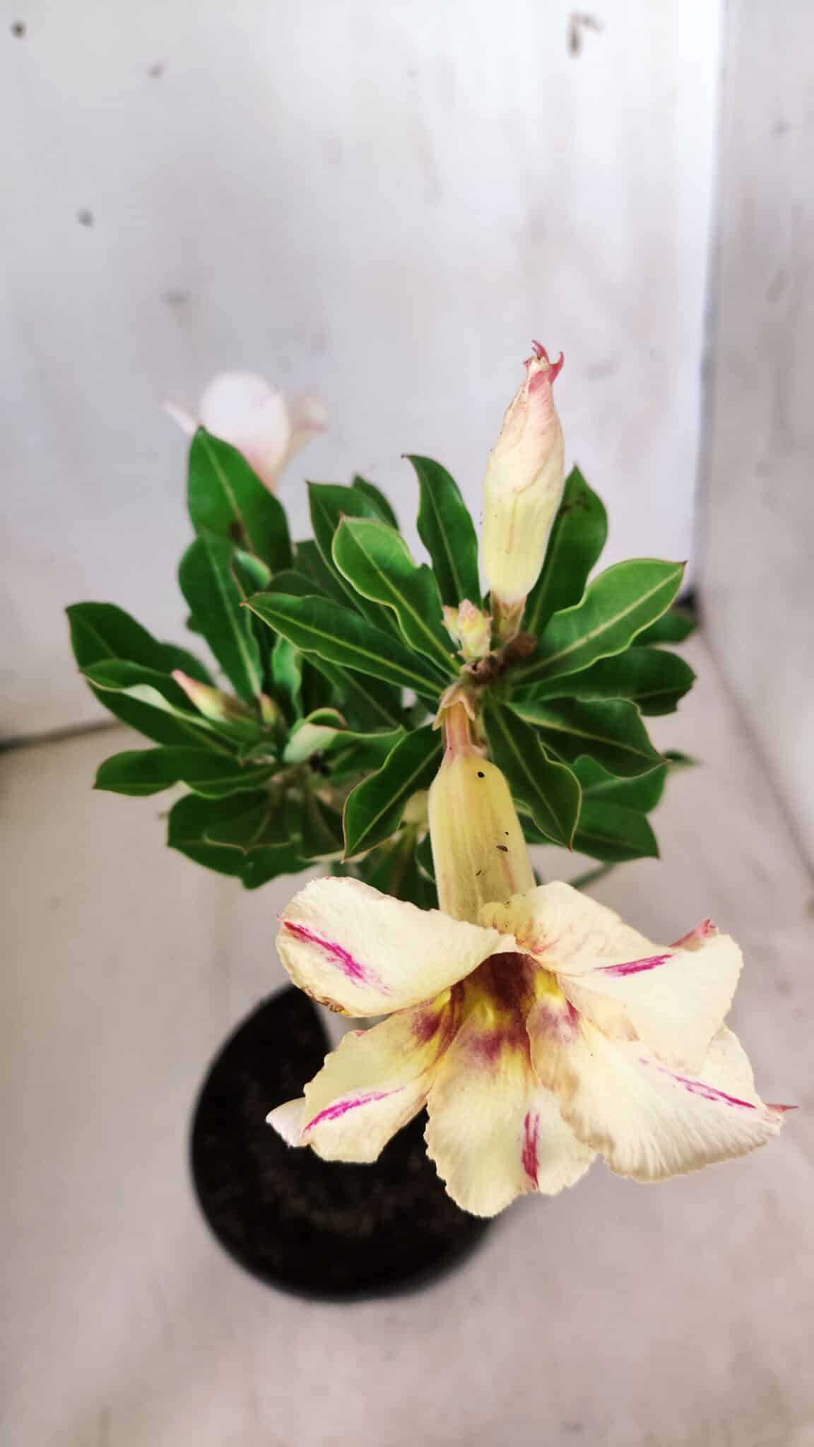 Planta Simples 2781 – 30cm – 02 anos (cópia) - foto 4