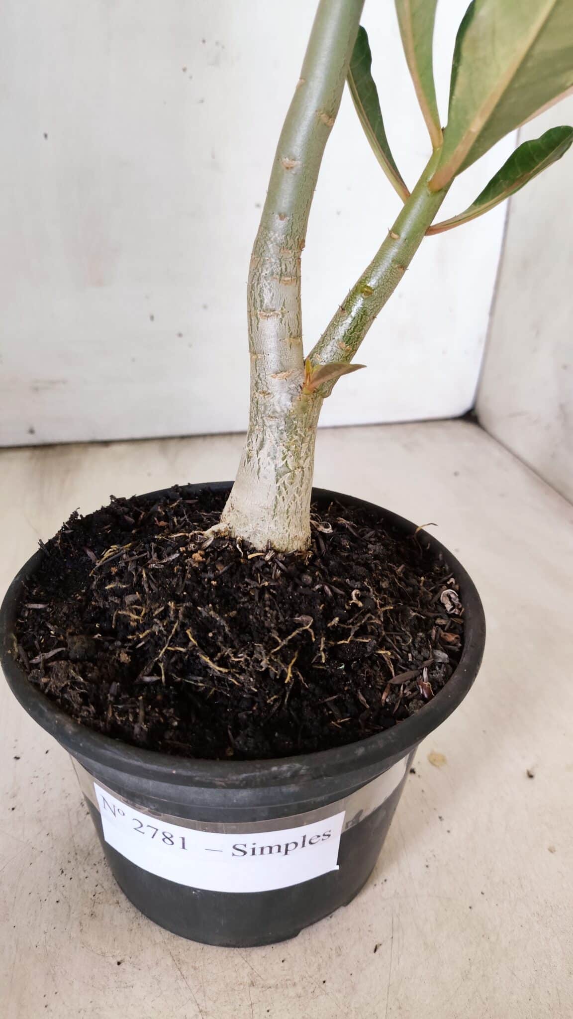 Planta Simples 2781 – 30cm – 02 anos (cópia) - foto 6