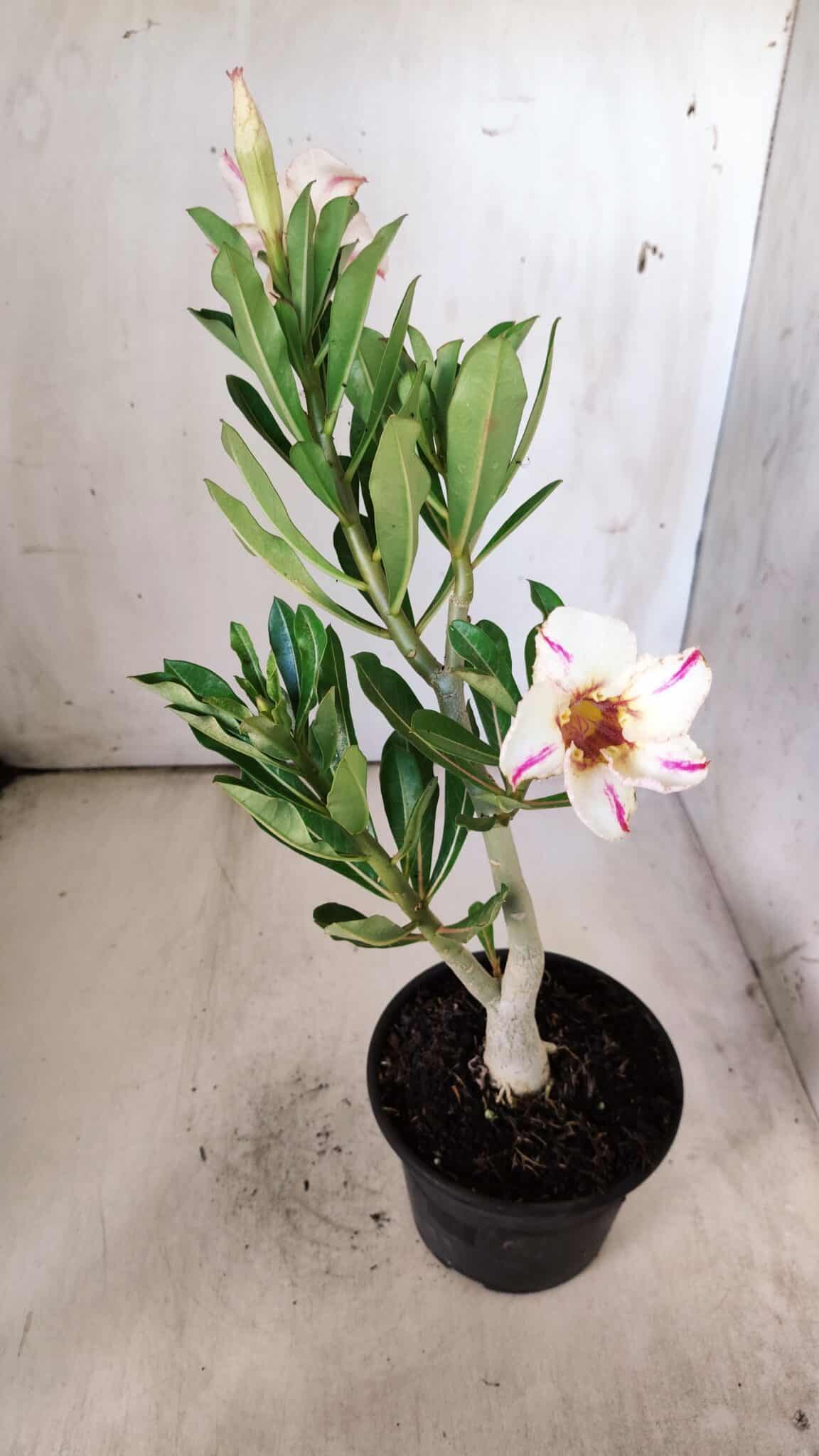 Planta Simples 2781 – 30cm – 02 anos