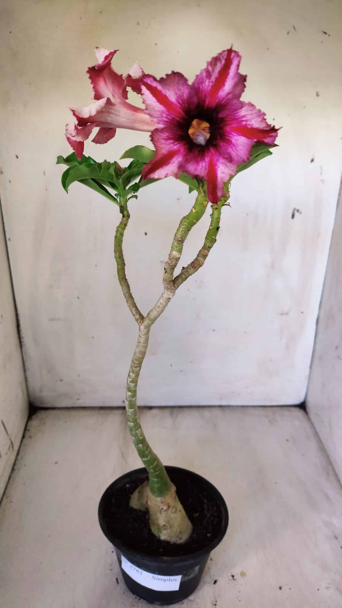 Planta Simples 2782 – 35cm – 03 anos