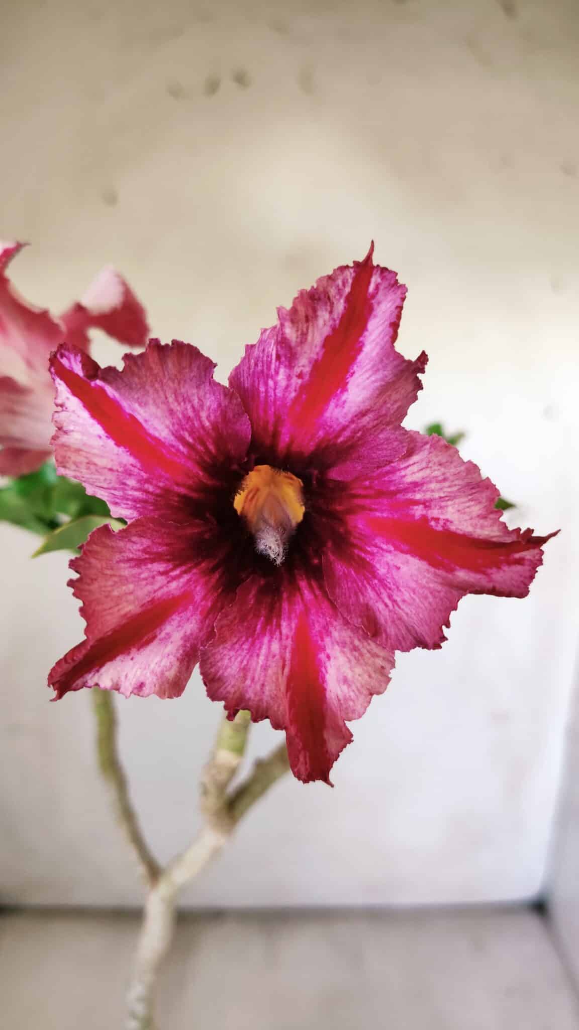 Planta Simples 2782 – 35cm – 03 anos
