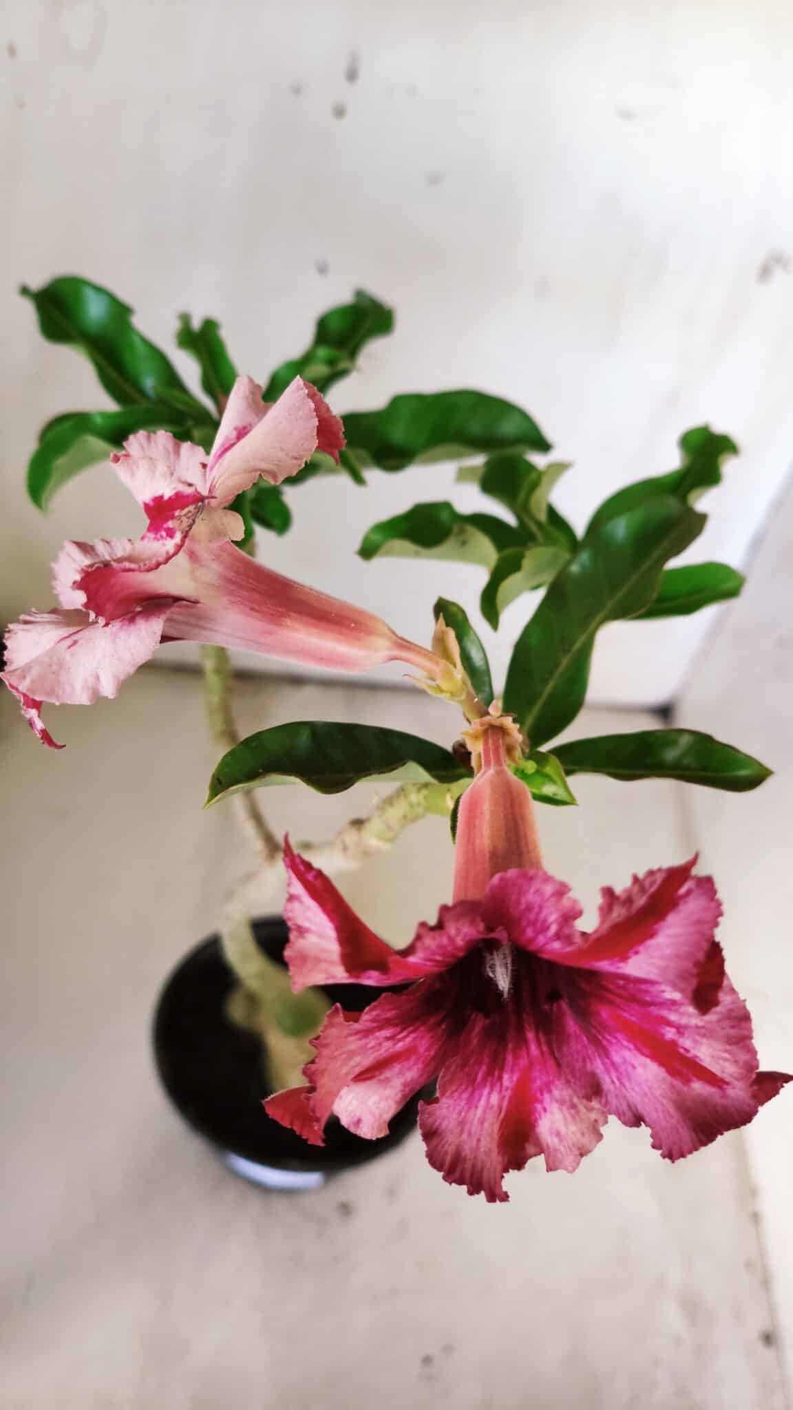Planta Simples 2782 – 35cm – 03 anos