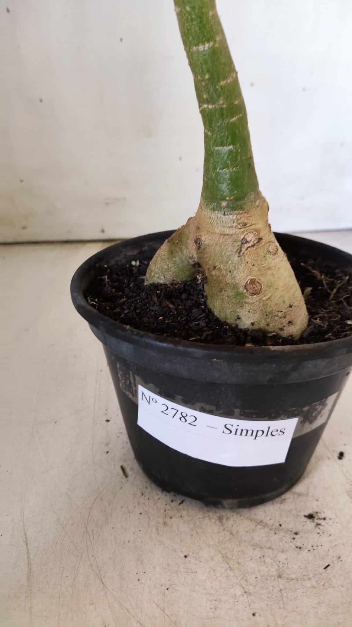 Planta Simples 2782 – 35cm – 03 anos