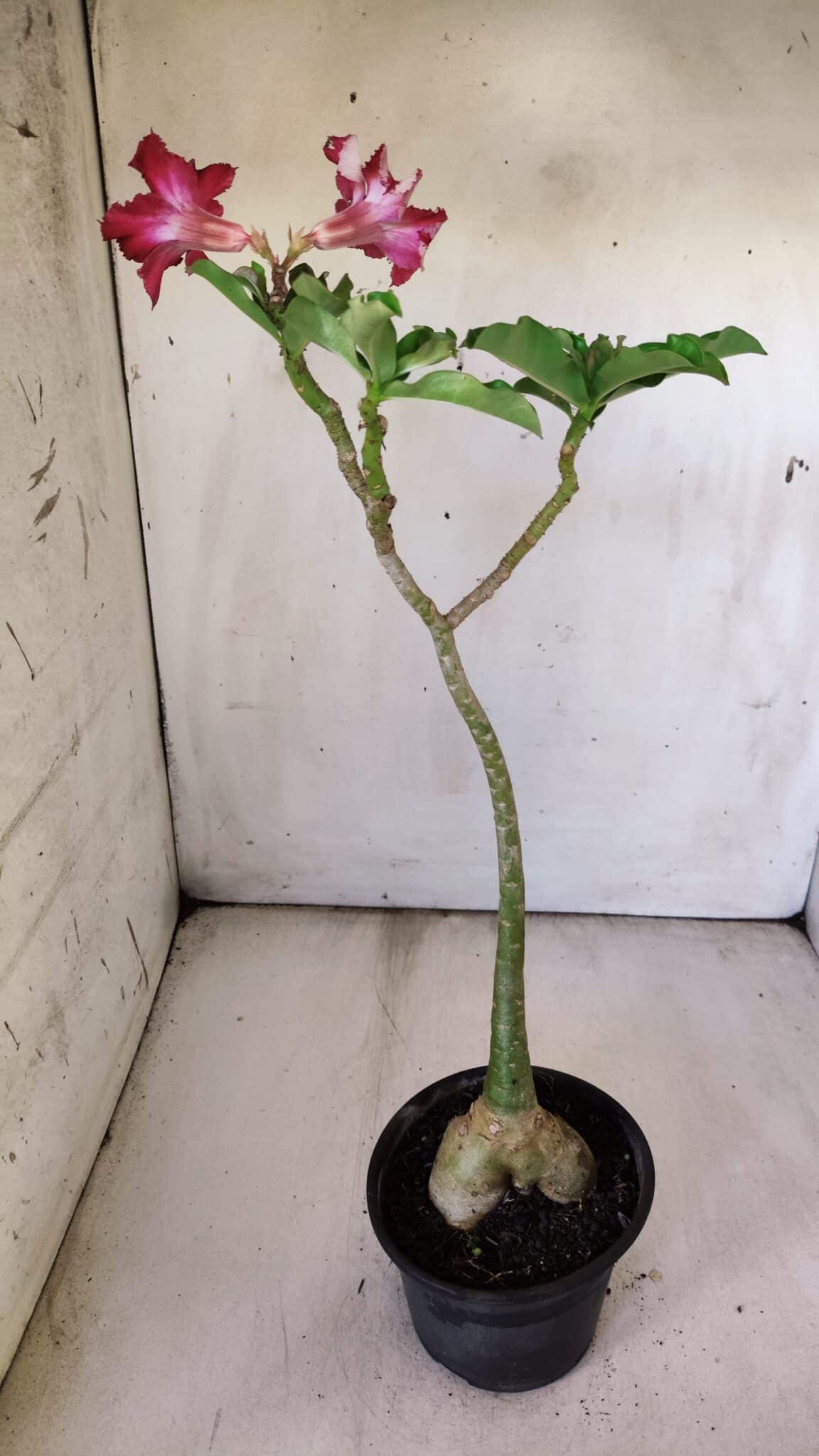 Planta Simples 2782 – 35cm – 03 anos