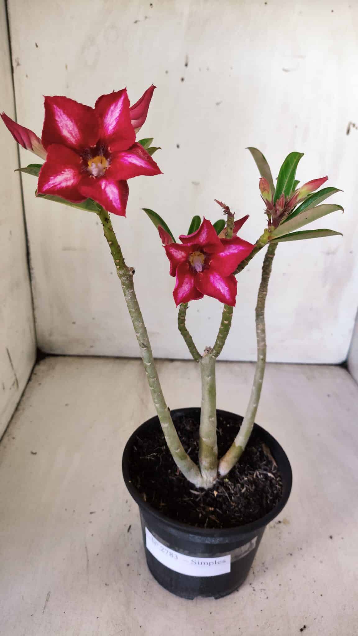 Planta Simples 2783 – 30cm – 02 anos