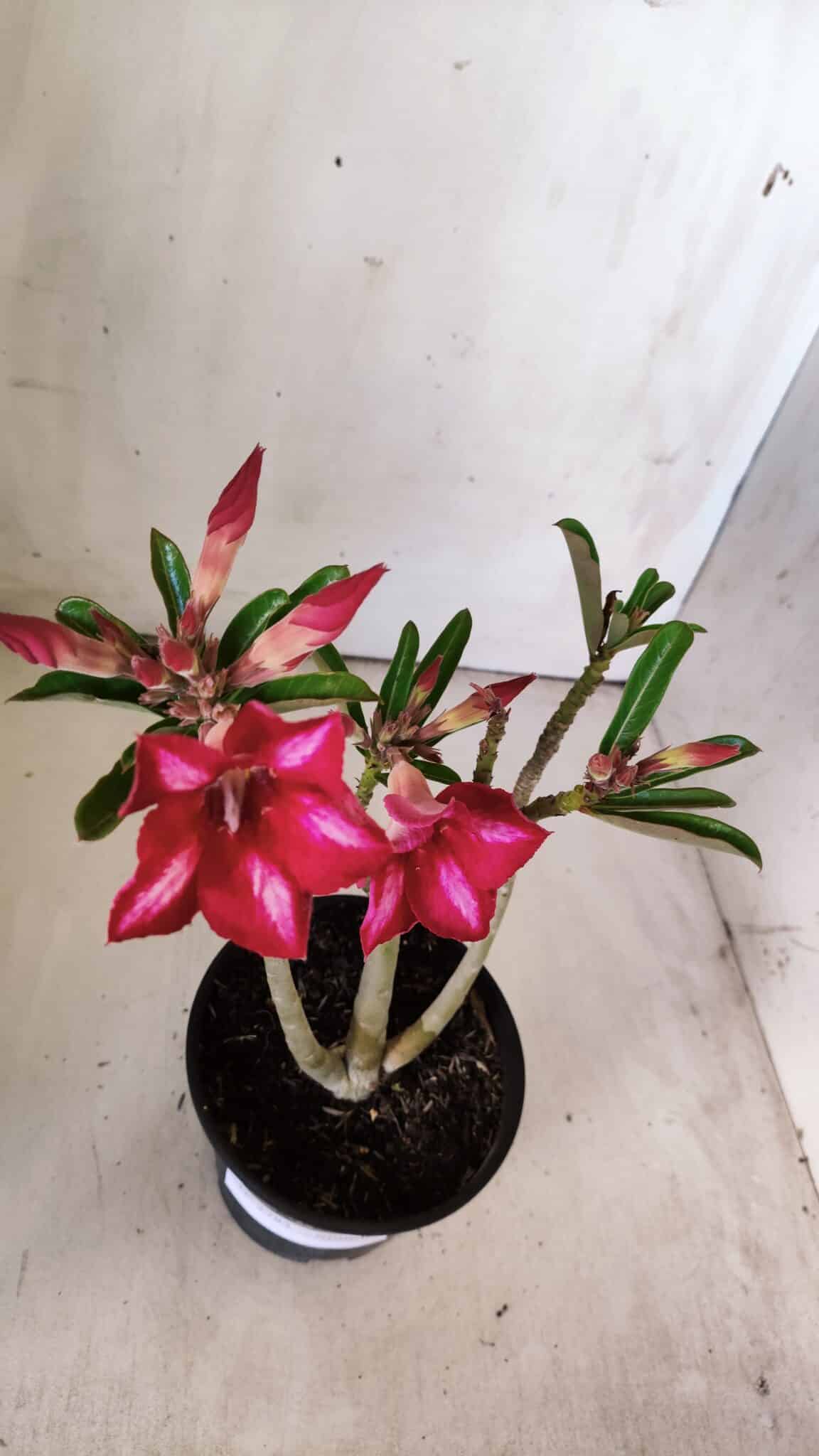 Planta Simples 2783 – 30cm – 02 anos