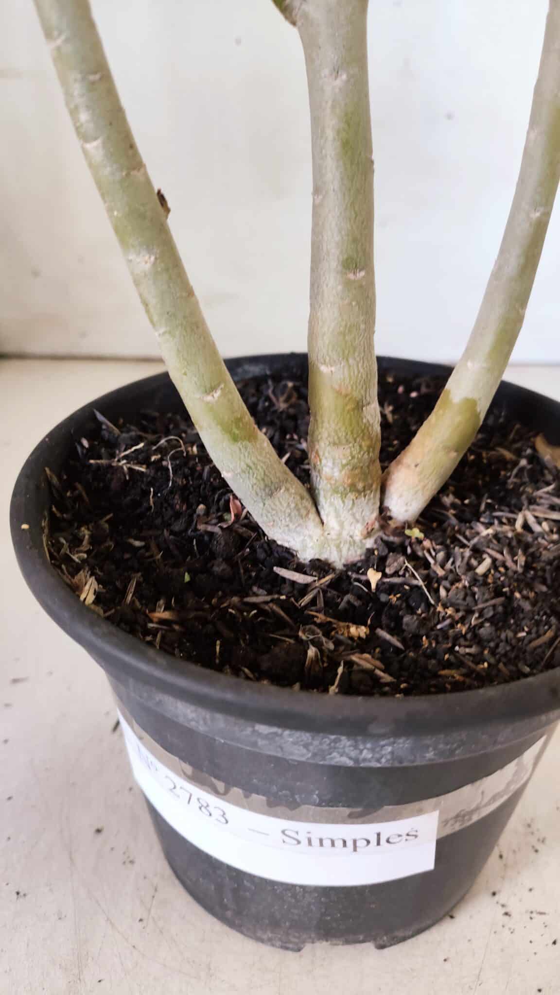 Planta Simples 2783 – 30cm – 02 anos