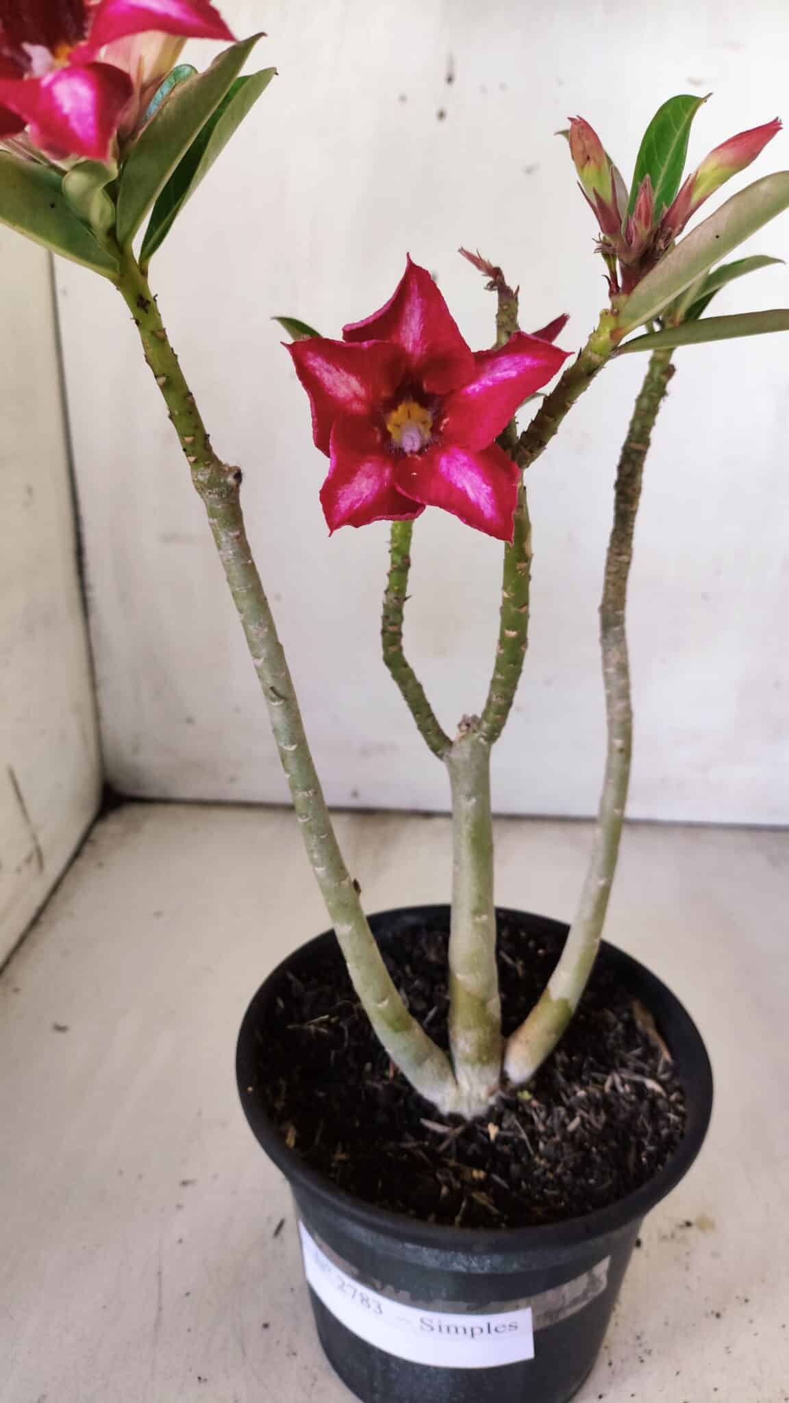 Planta Simples 2783 – 30cm – 02 anos