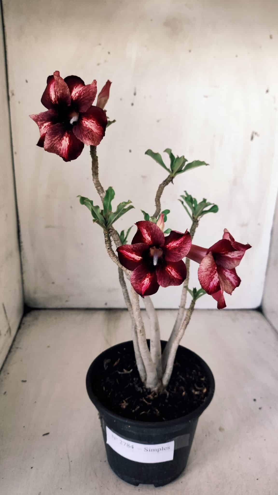 Planta Simples 2784 – 30cm – 02 anos