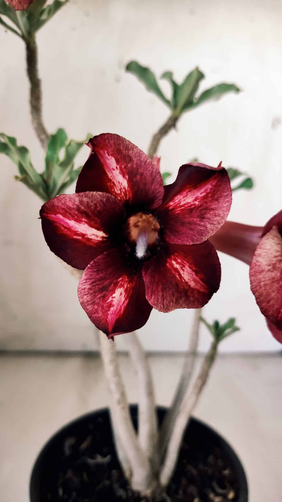 Planta Simples 2784 – 30cm – 02 anos