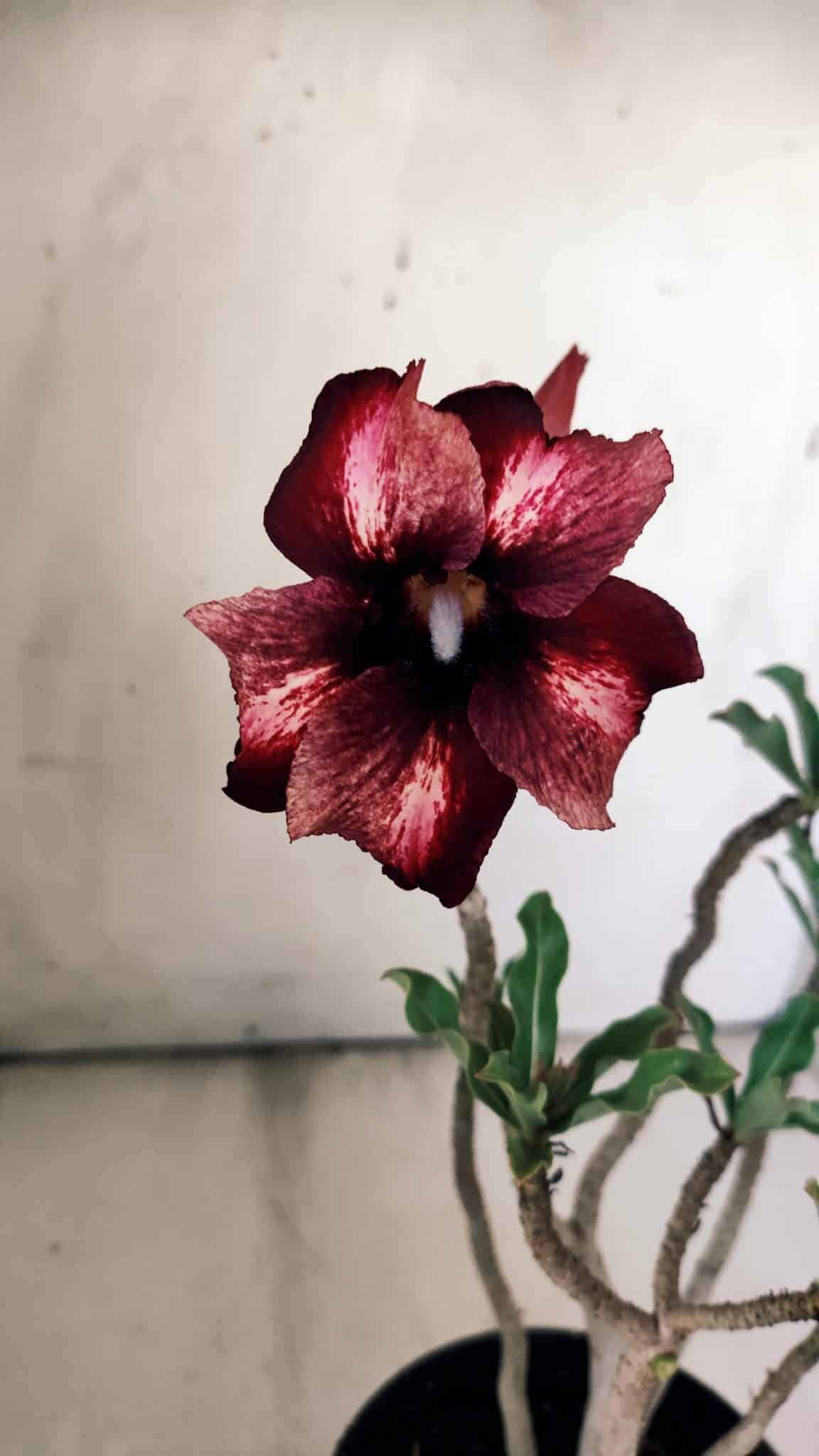 Planta Simples 2784 – 30cm – 02 anos