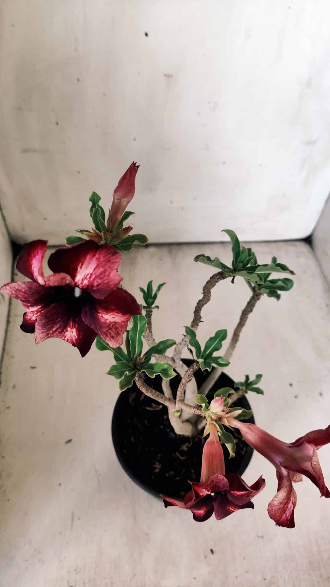 Planta Simples 2784 – 30cm – 02 anos