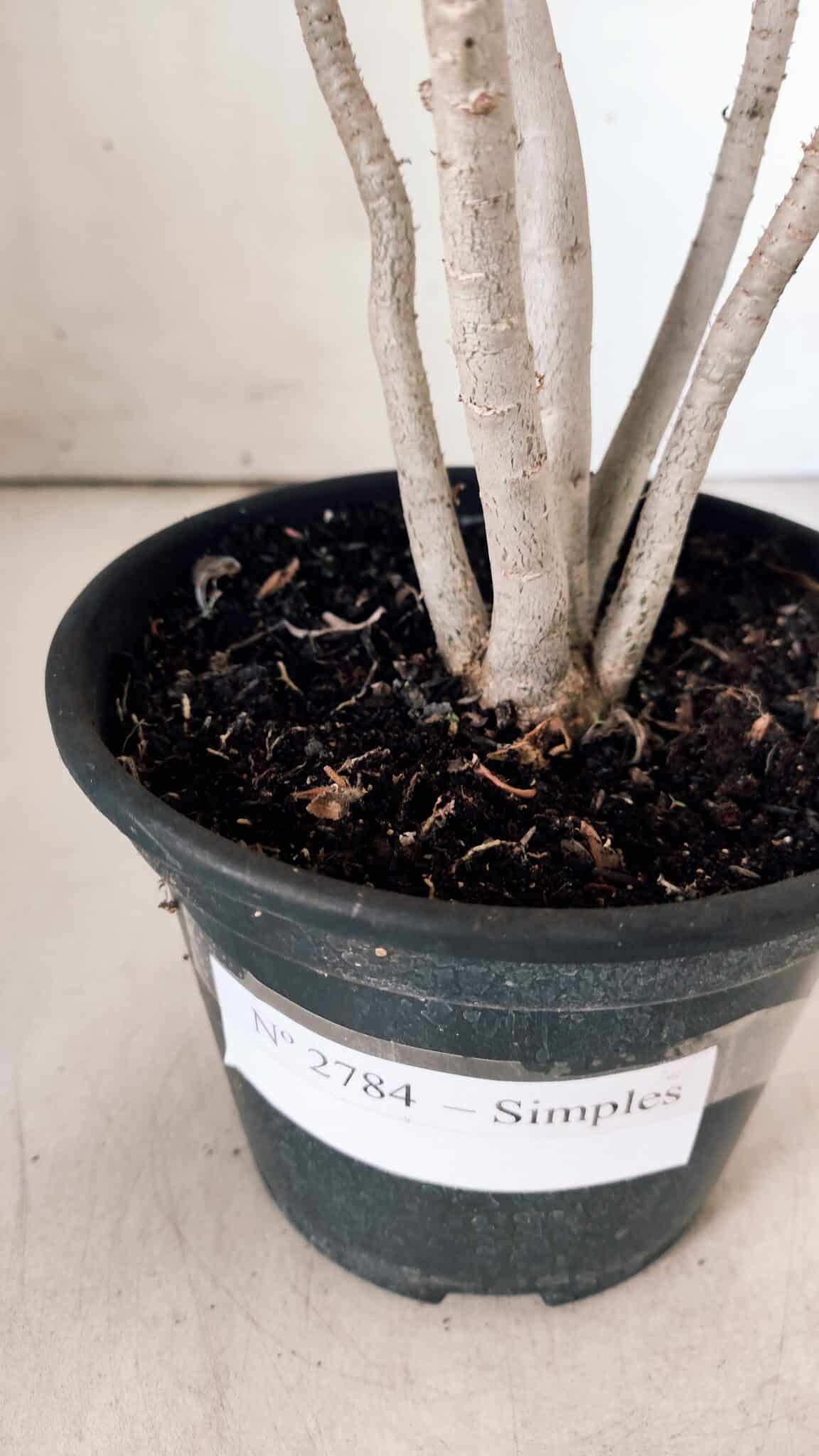 Planta Simples 2784 – 30cm – 02 anos