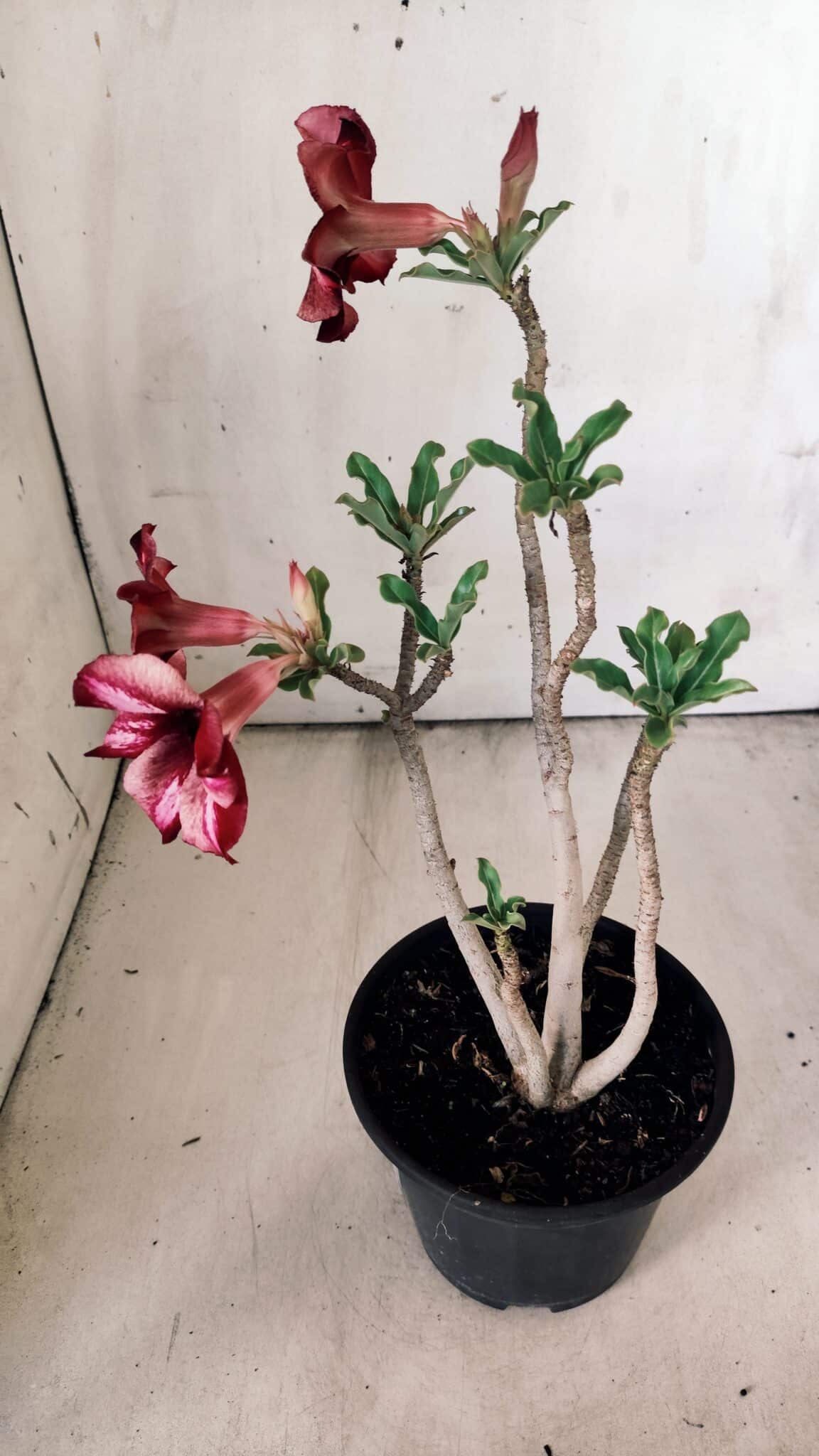Planta Simples 2784 – 30cm – 02 anos