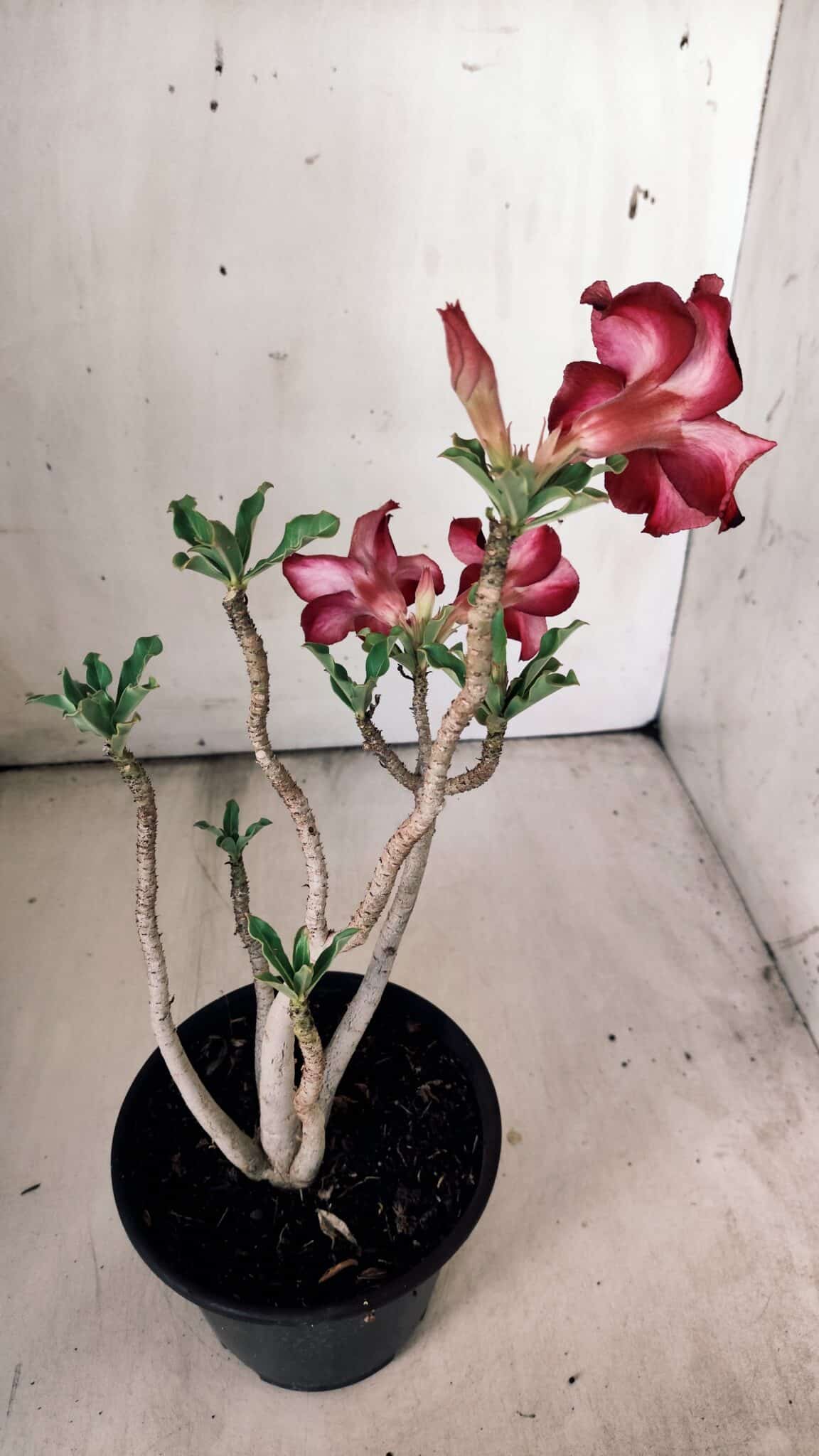Planta Simples 2784 – 30cm – 02 anos