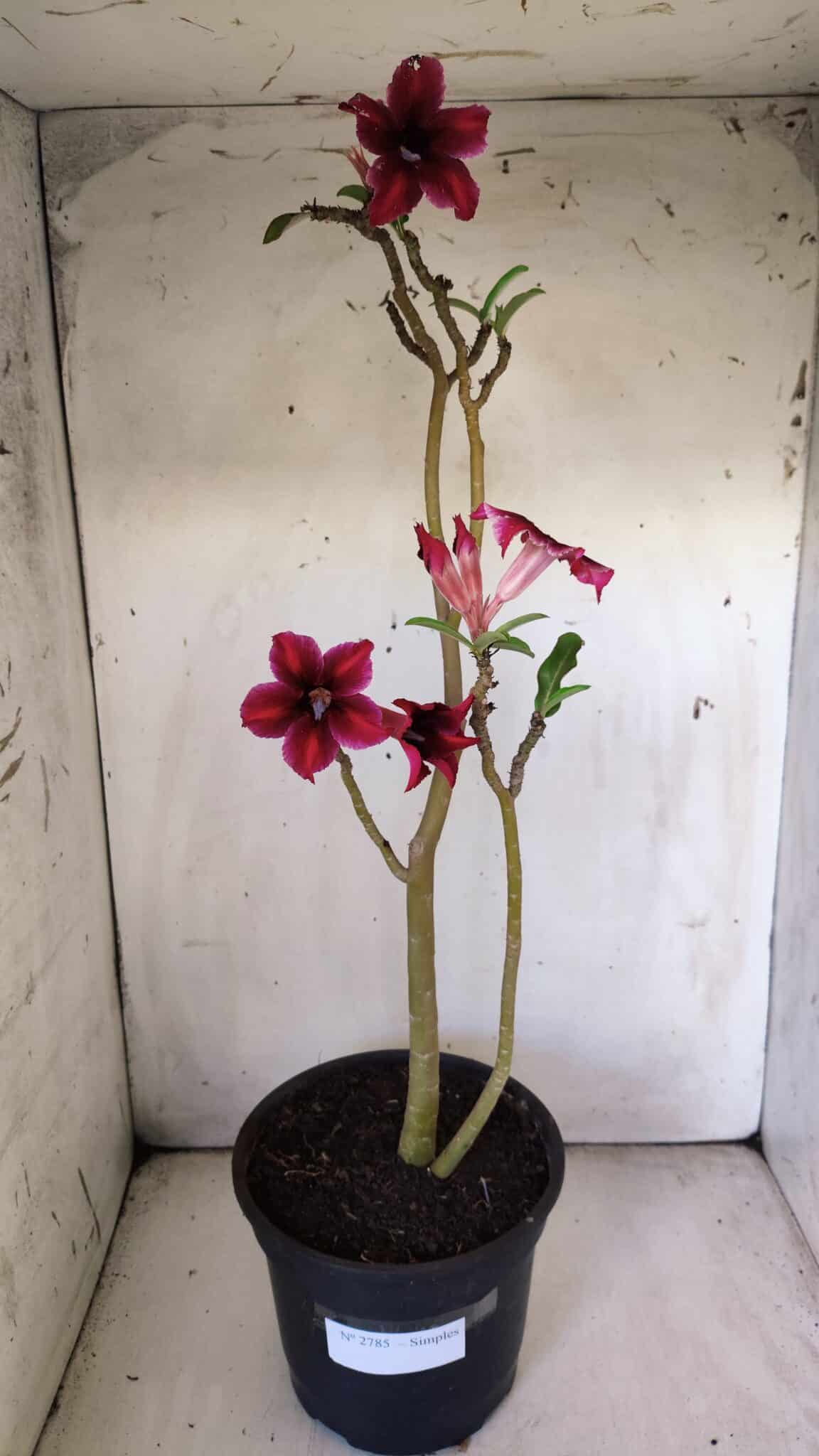 Planta Simples 2785 – 40cm – 03 anos