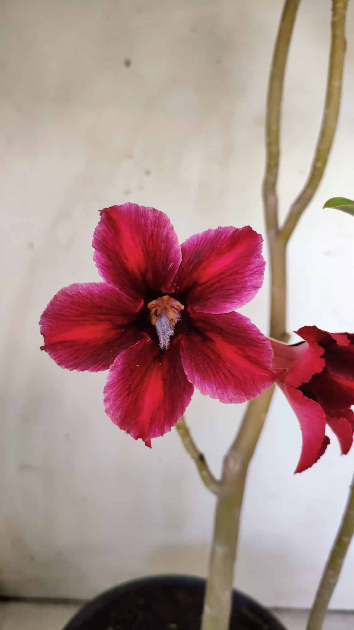 Planta Simples 2785 – 40cm – 03 anos