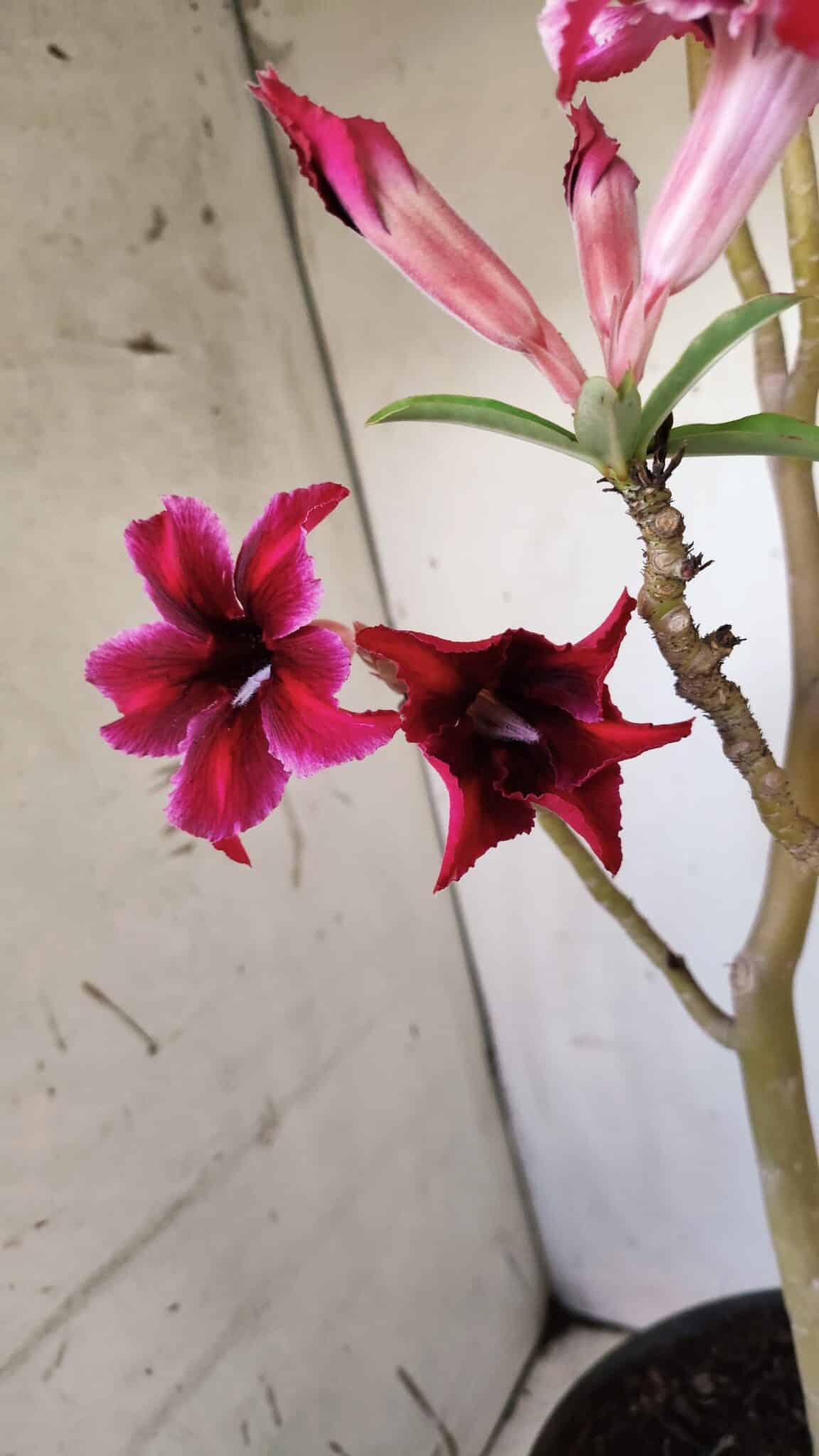 Planta Simples 2785 – 40cm – 03 anos