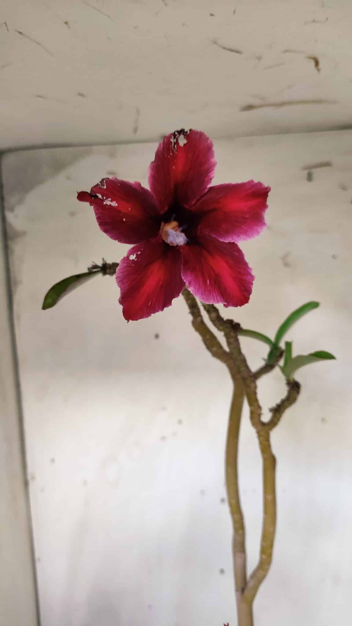 Planta Simples 2785 – 40cm – 03 anos