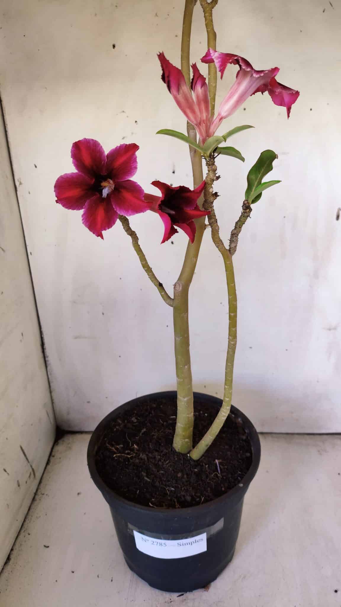 Planta Simples 2785 – 40cm – 03 anos