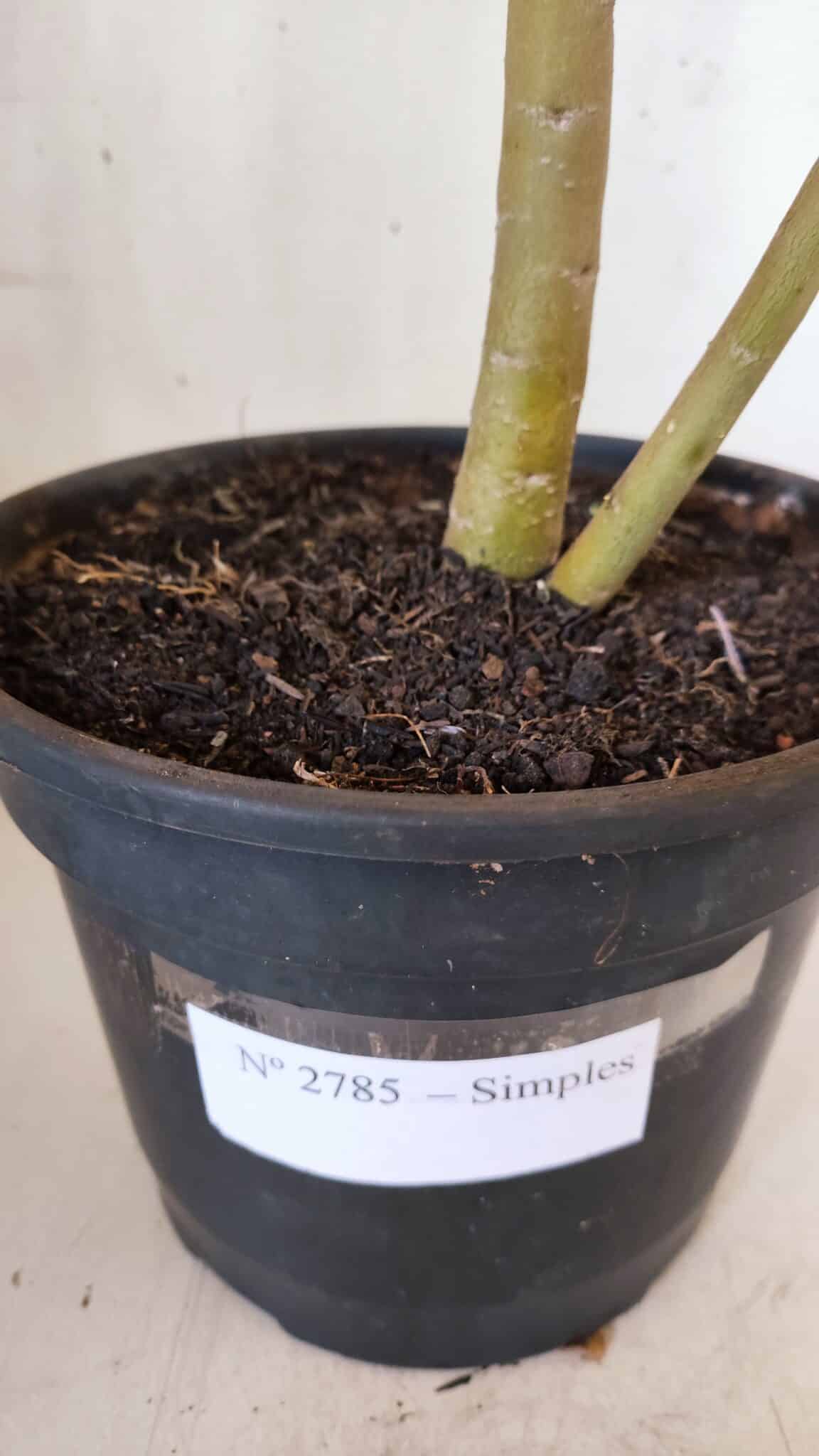 Planta Simples 2785 – 40cm – 03 anos