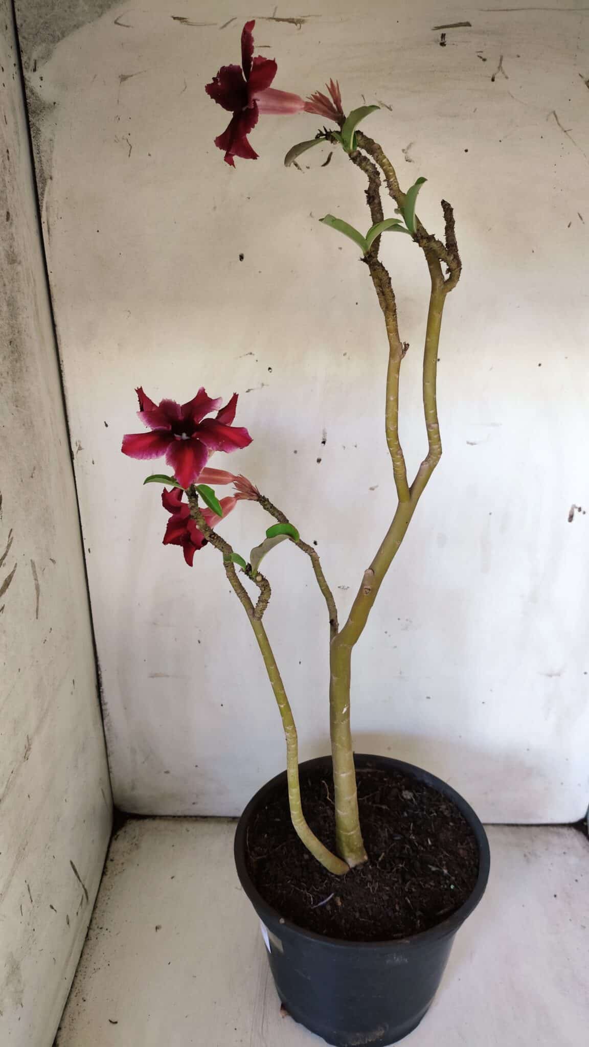 Planta Simples 2785 – 40cm – 03 anos