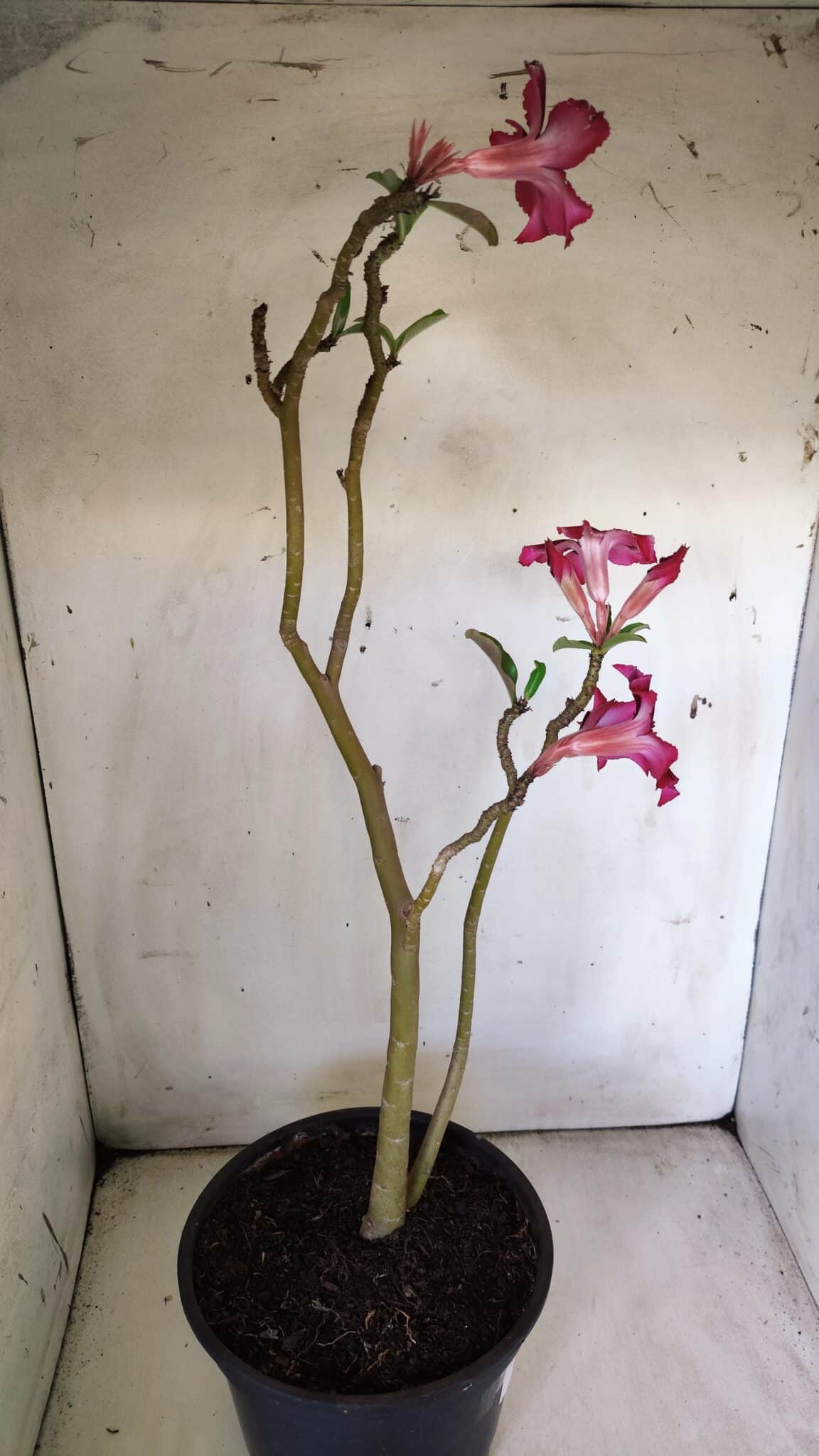 Planta Simples 2785 – 40cm – 03 anos