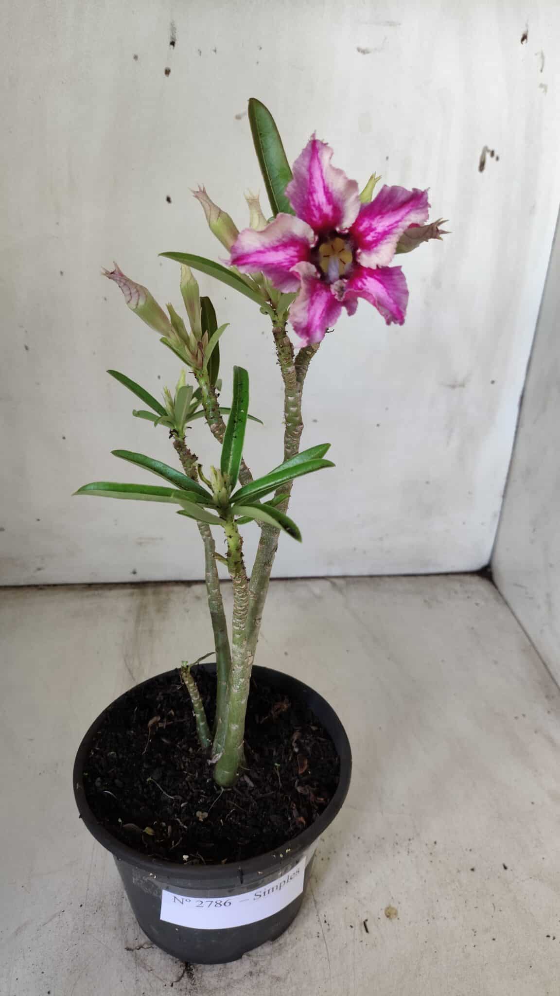 Planta Simples 2786 – 30cm – 02 anos