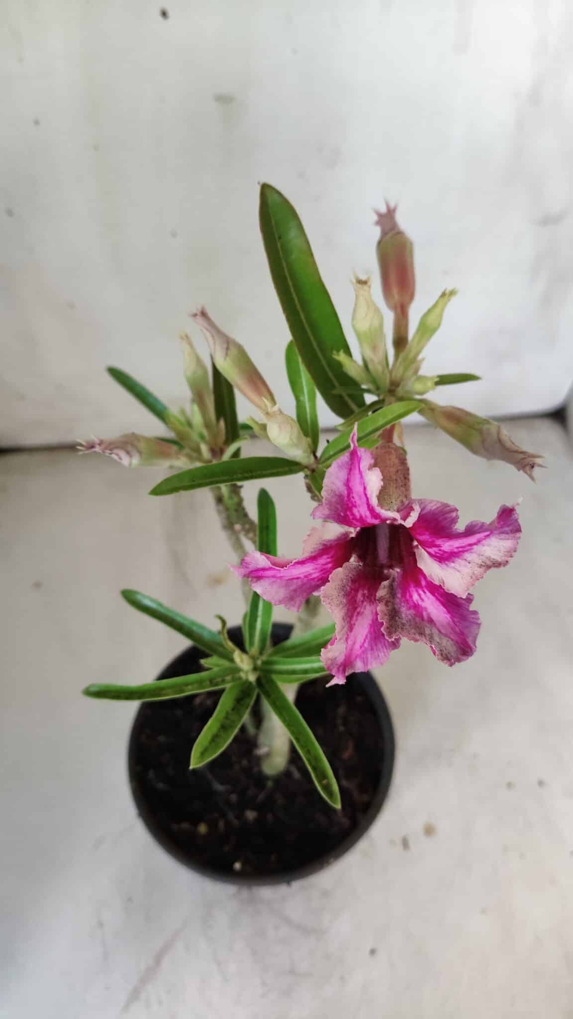 Planta Simples 2786 – 30cm – 02 anos