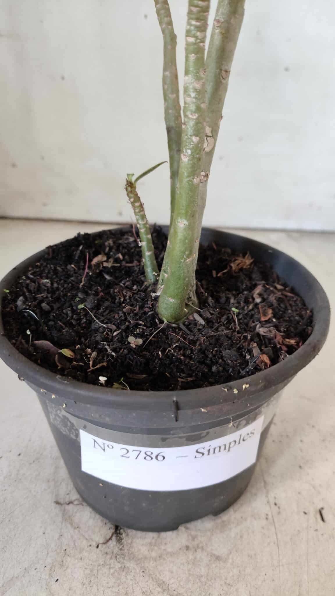 Planta Simples 2786 – 30cm – 02 anos