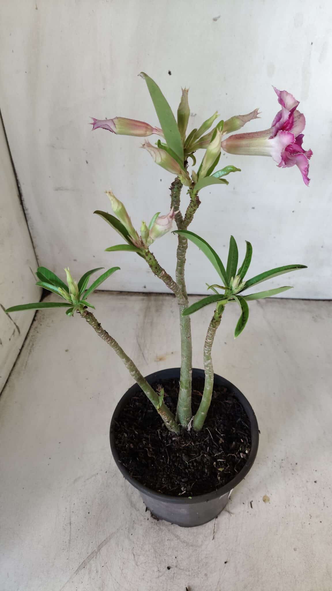 Planta Simples 2786 – 30cm – 02 anos