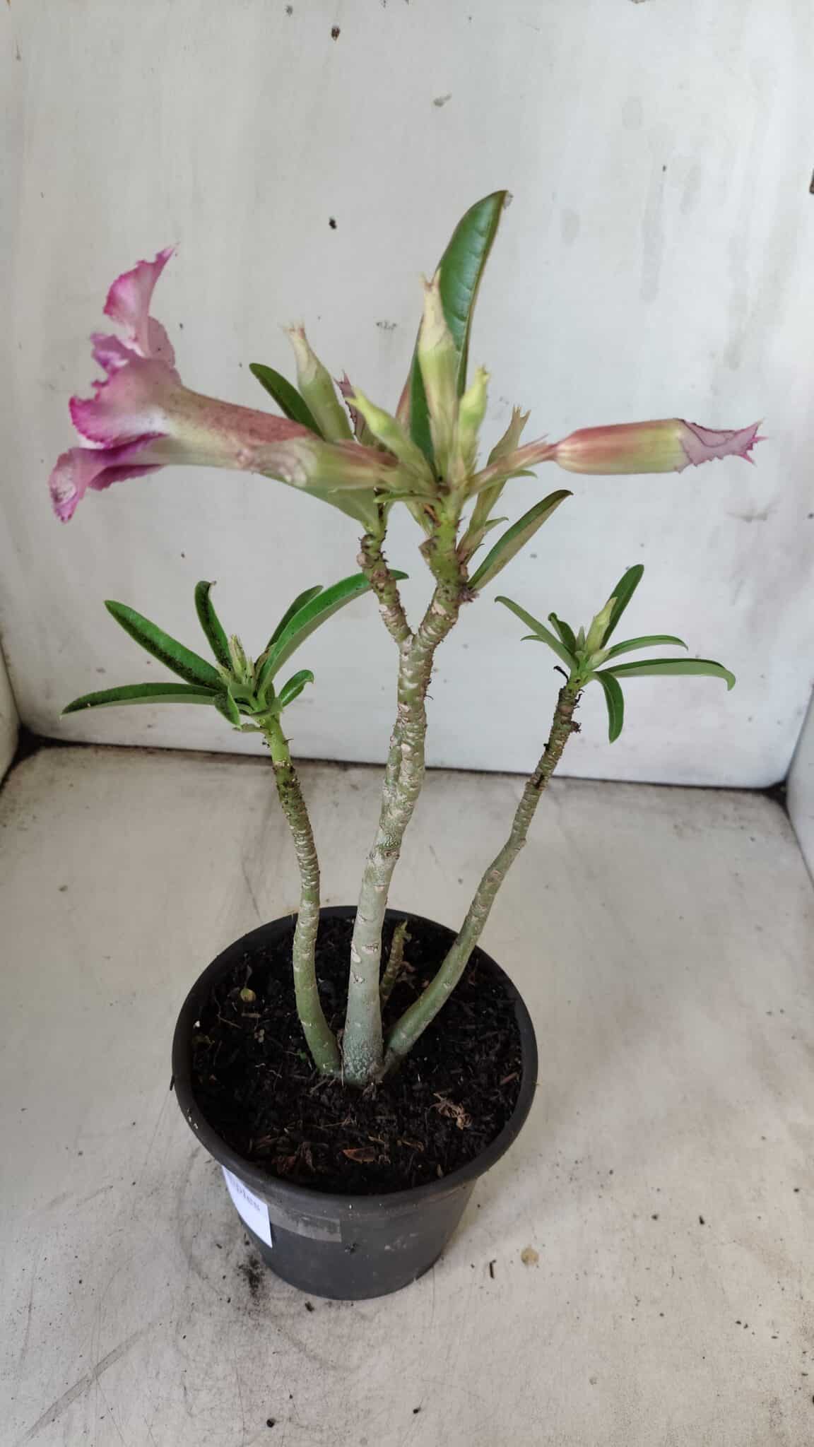 Planta Simples 2786 – 30cm – 02 anos