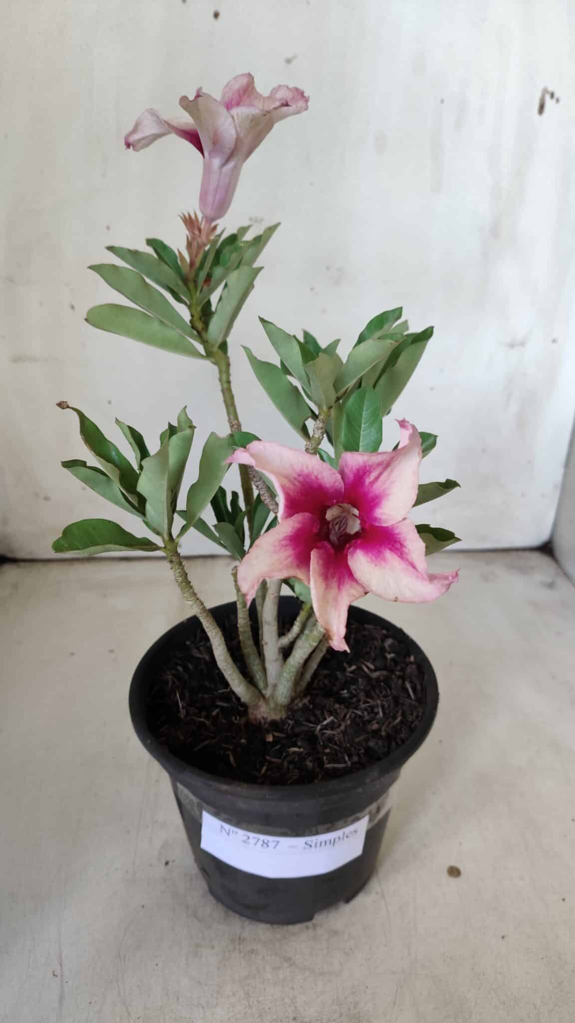 Planta Simples 2787 – 30cm – 02 anos