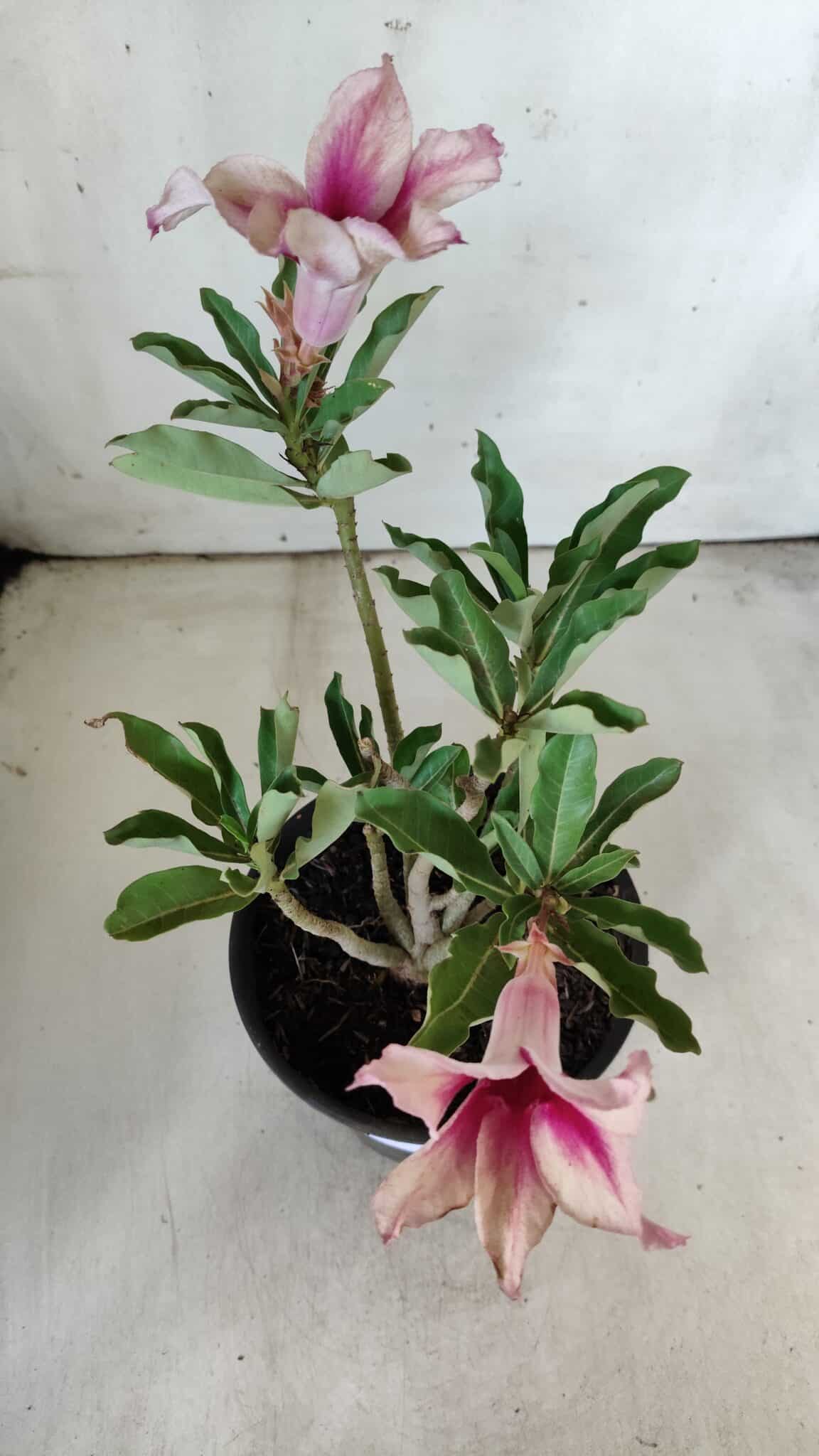 Planta Simples 2787 – 30cm – 02 anos