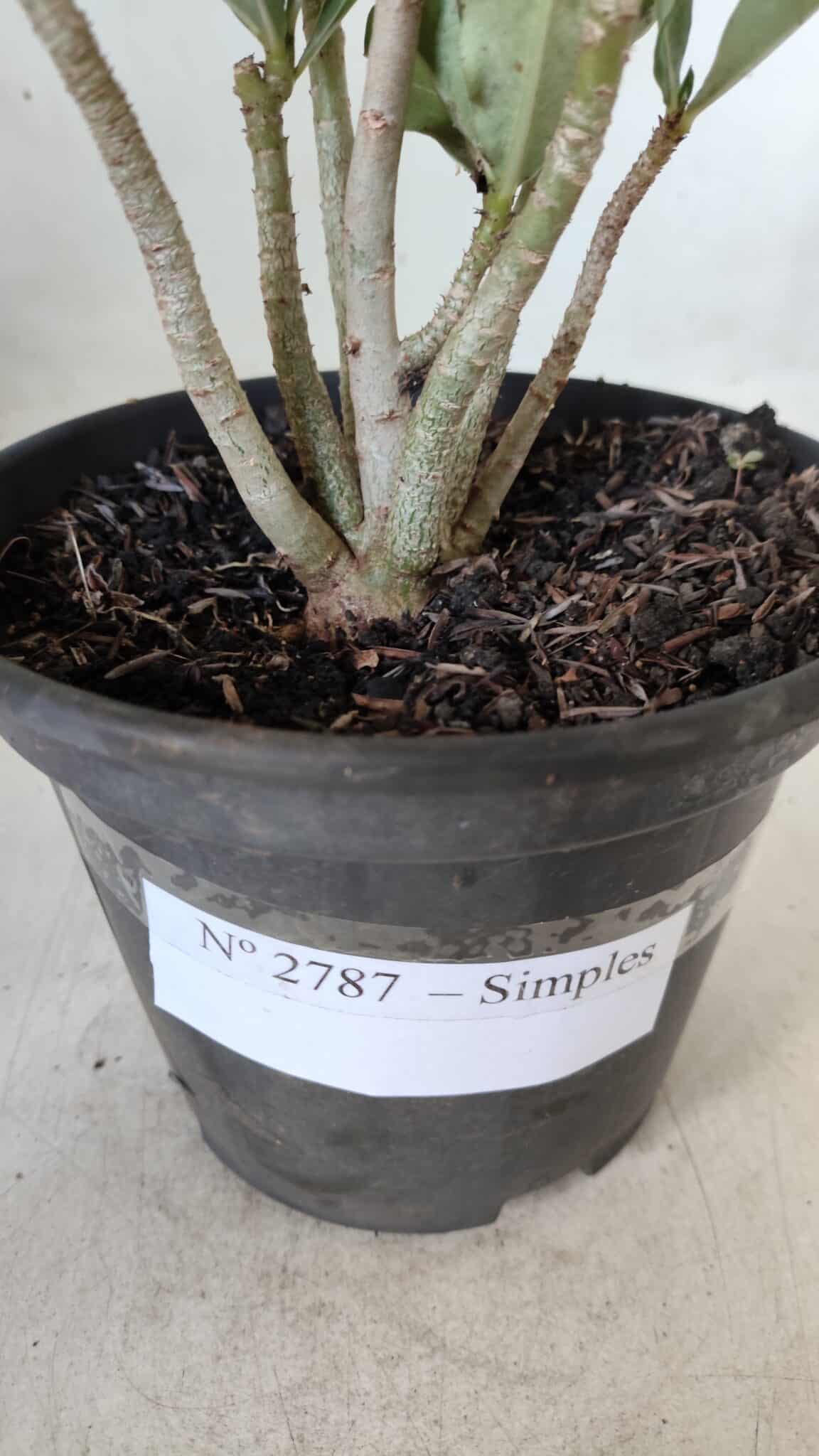 Planta Simples 2787 – 30cm – 02 anos