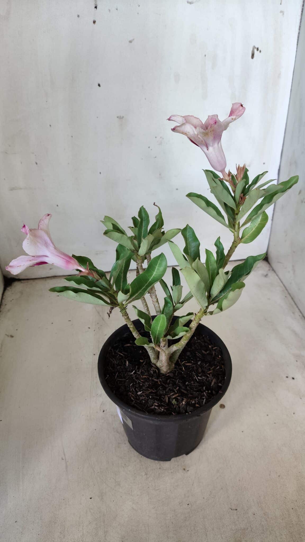 Planta Simples 2787 – 30cm – 02 anos
