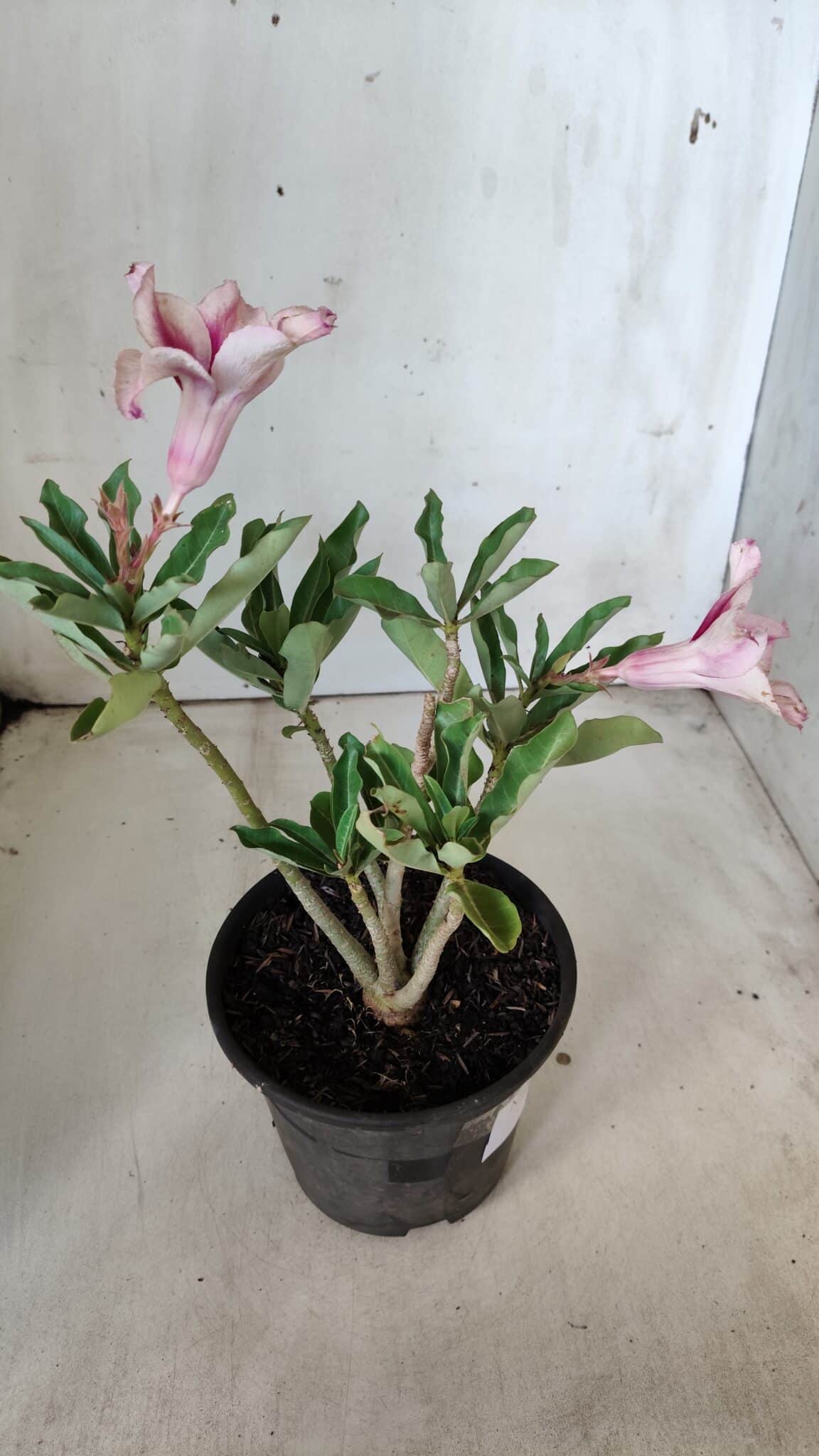 Planta Simples 2787 – 30cm – 02 anos