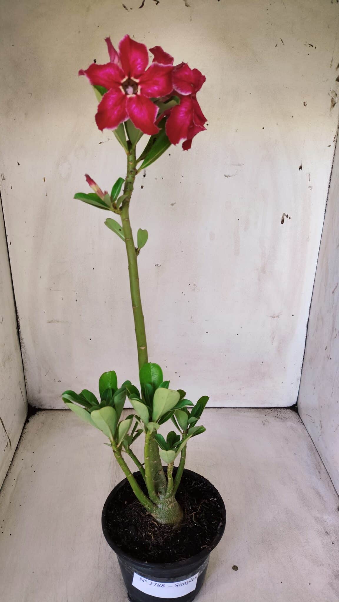 Planta Simples 2788 – 35cm – 02 anos