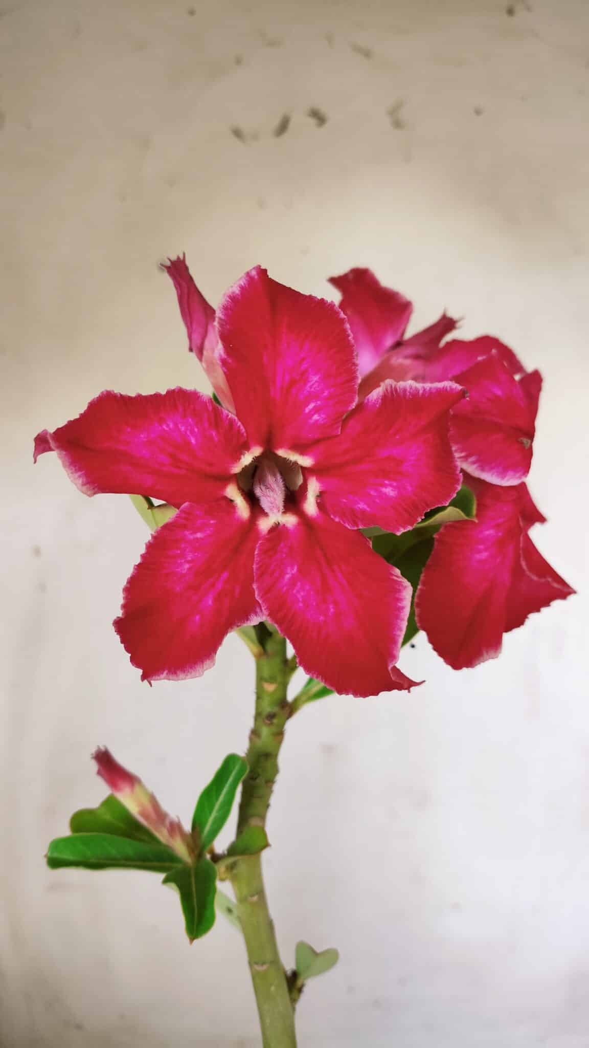 Planta Simples 2788 – 35cm – 02 anos