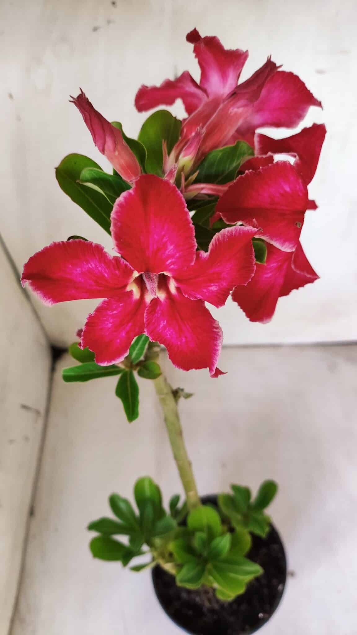 Planta Simples 2788 – 35cm – 02 anos