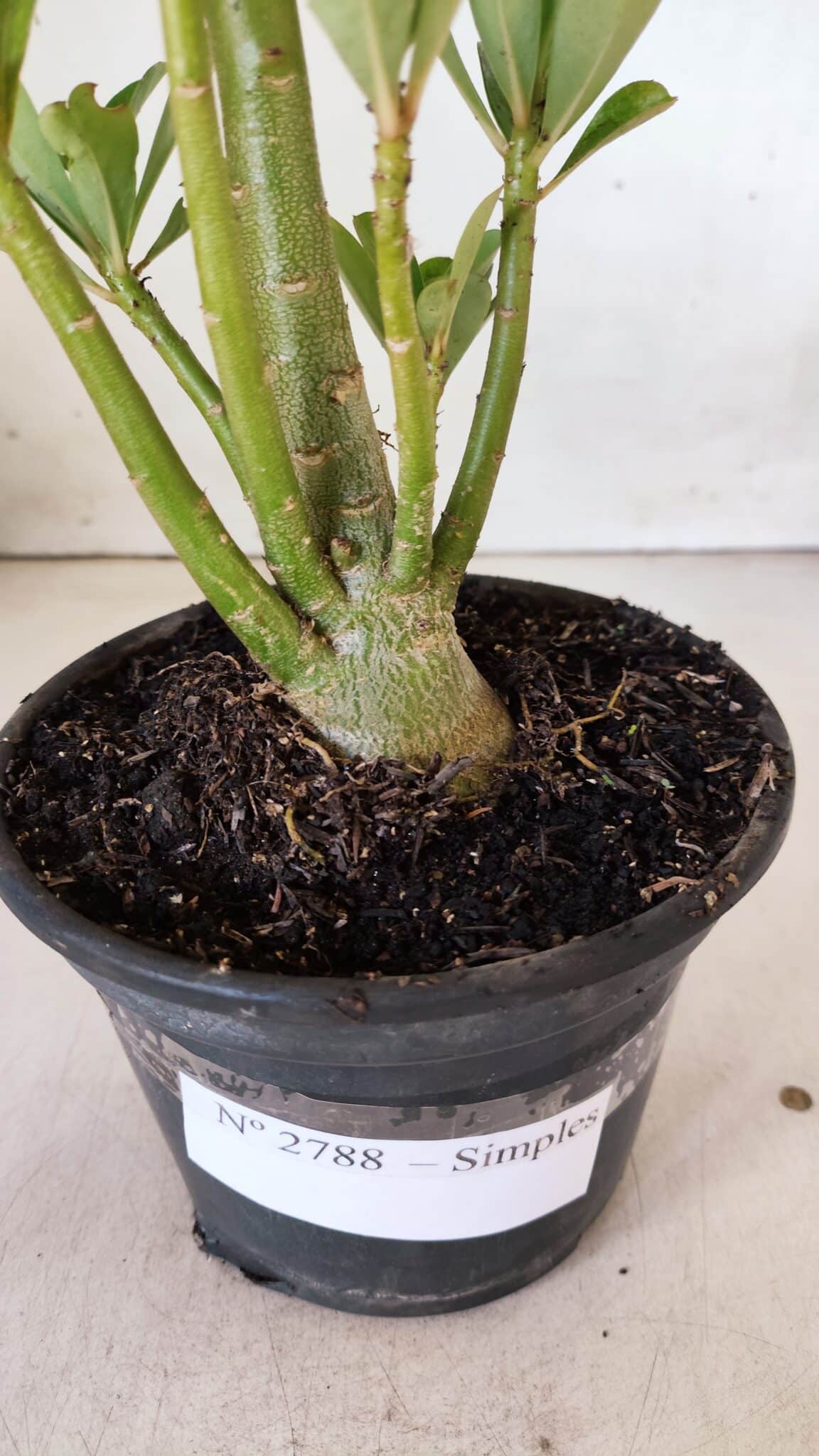 Planta Simples 2788 – 35cm – 02 anos